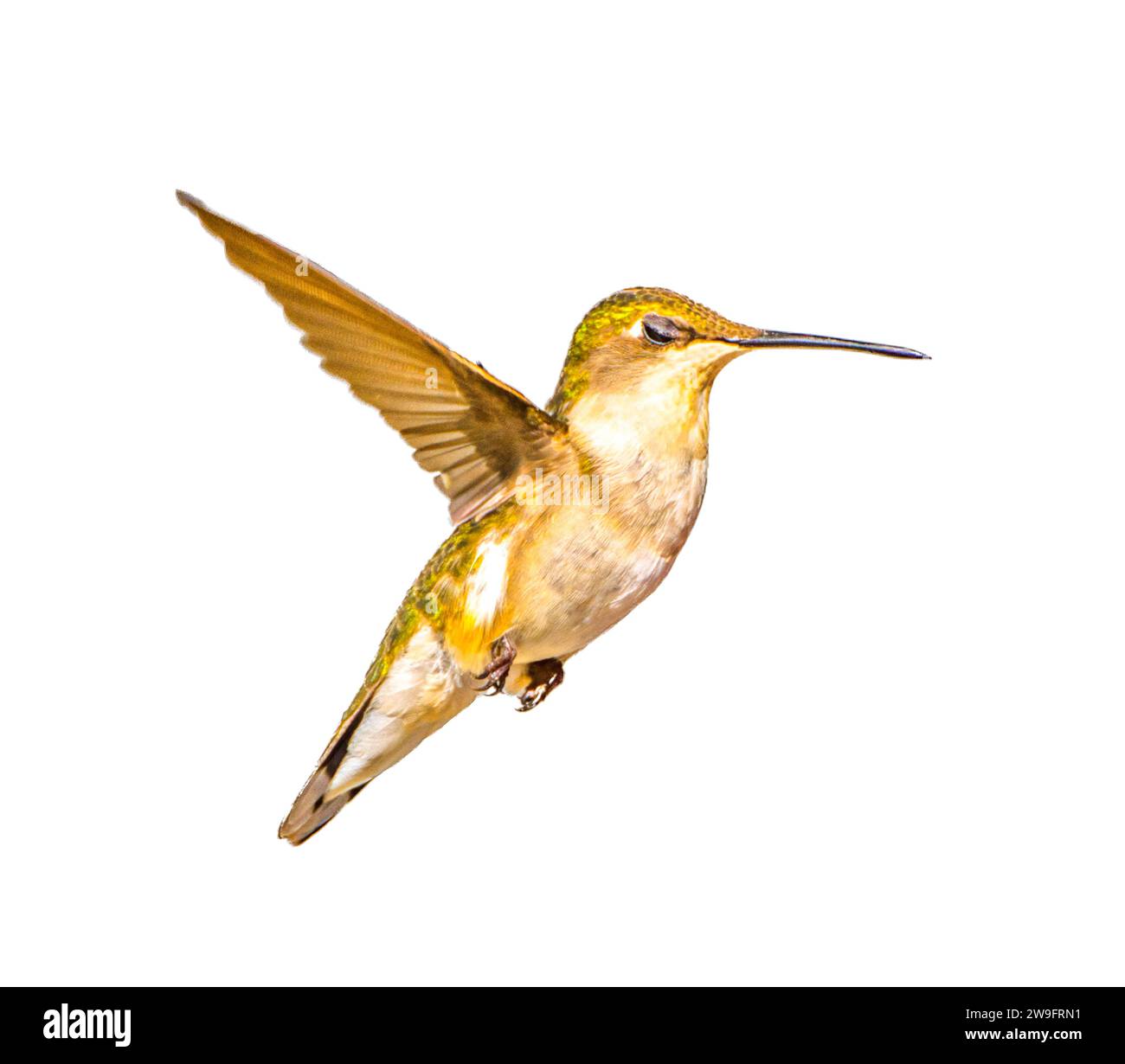 Junger männlicher Rubin Throated Kolibri - Archilochus colubris - isolierter Ausschnitt auf weißem Hintergrund, tolle Federdetails, Gorgets beginnen zu werden VI Stockfoto