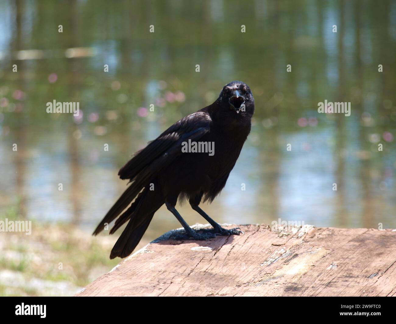 Schwarze Krähe, die auf die Kamera am Ufer eines Sees blickt. Stockfoto