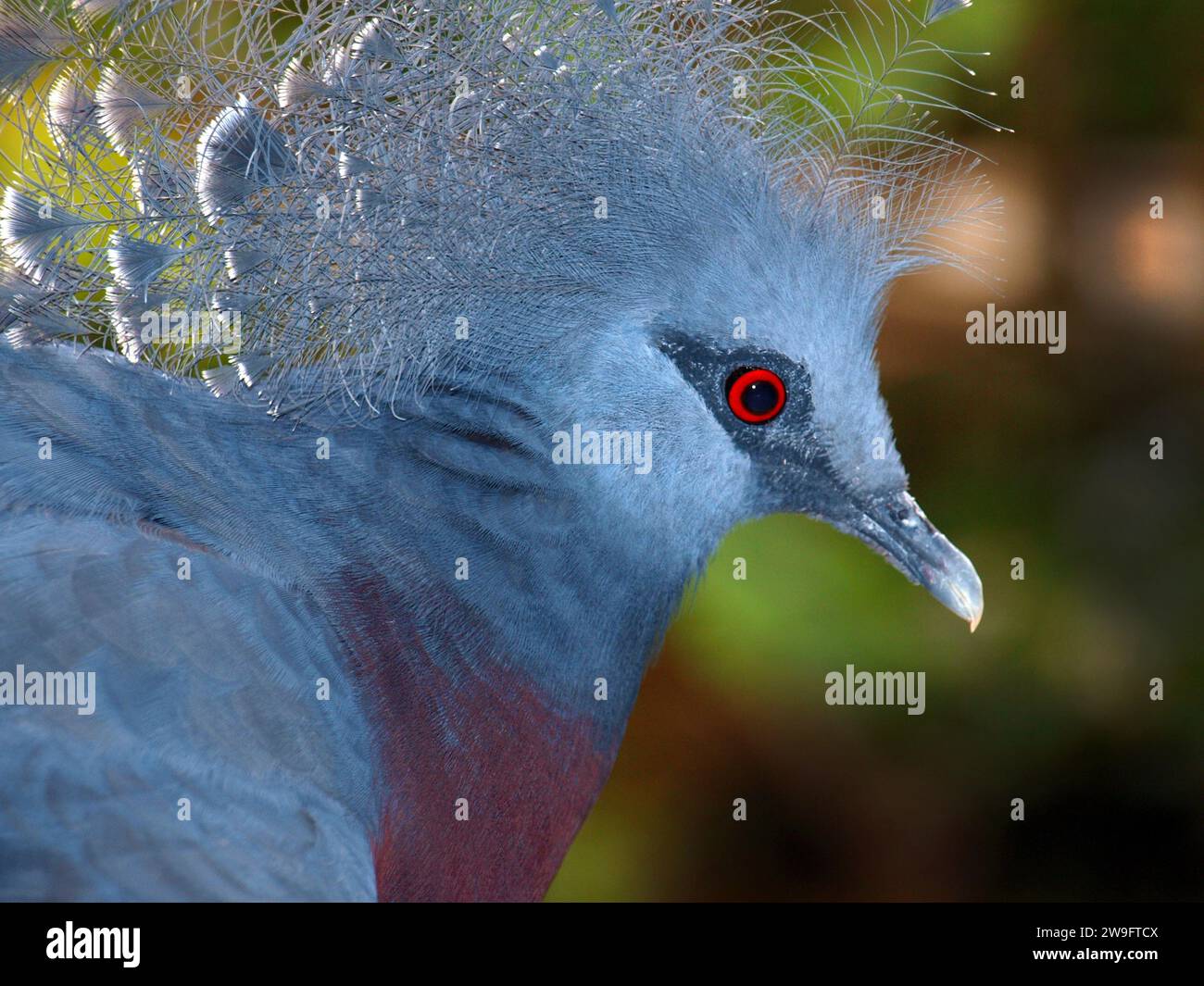 Victoria gekrönte Taube (Goura victoria). Super Nahaufnahme. Stockfoto