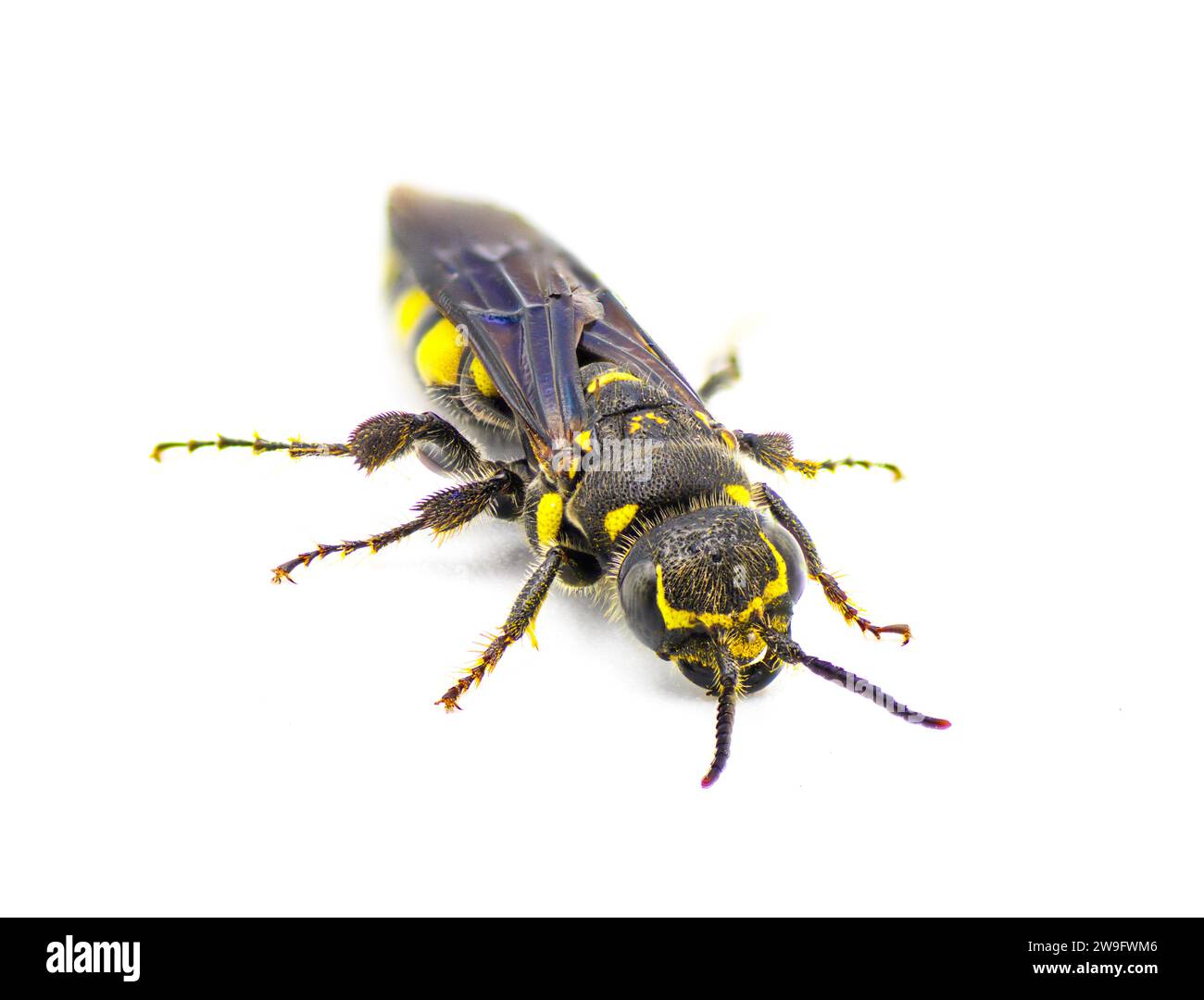 Myzinum obscurum ist eine Wespenart aus der Familie der Thynnidae. Frau mit großem Bauch glänzend schwarz mit gelben Flecken isoliert auf weißem Hintergrund, f Stockfoto