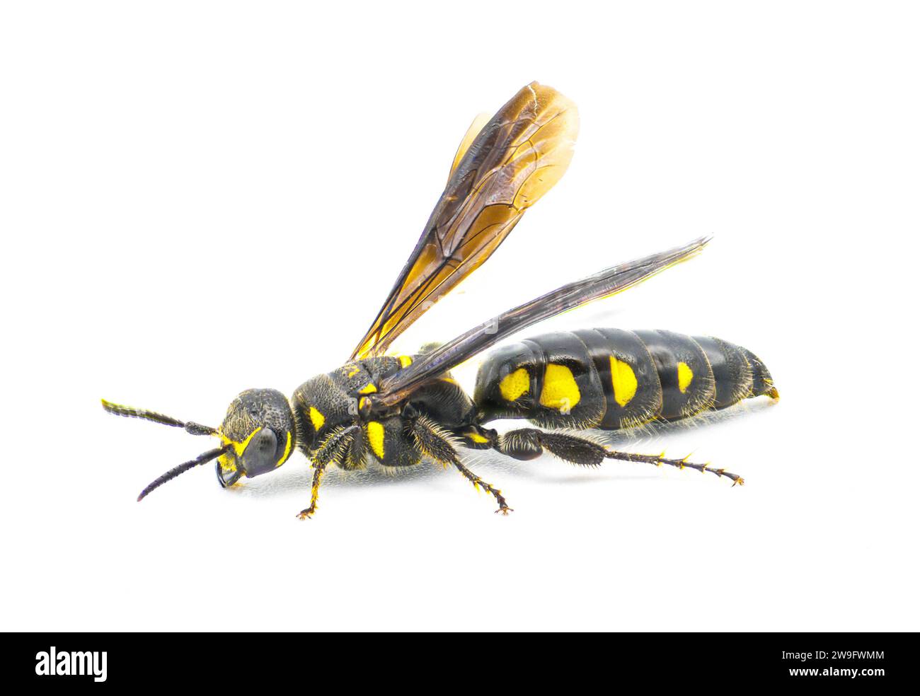 Myzinum obscurum ist eine Wespenart aus der Familie der Thynnidae. Frau mit großem Bauch glänzend schwarz mit gelben Flecken isoliert auf weißem Hintergrund, s Stockfoto