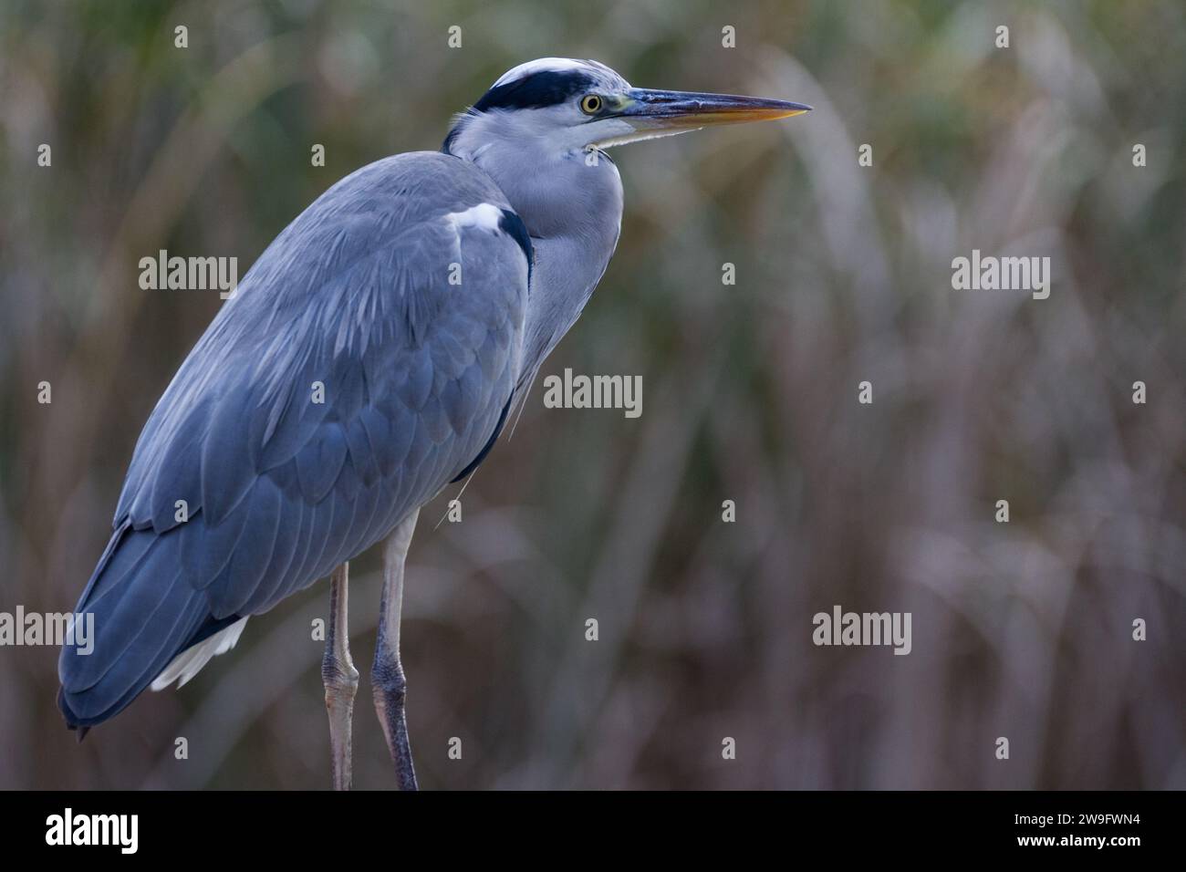 Ein grauer Reiher (Ardea cinerea) in einem Park in Kanagawa, Japan. Stockfoto