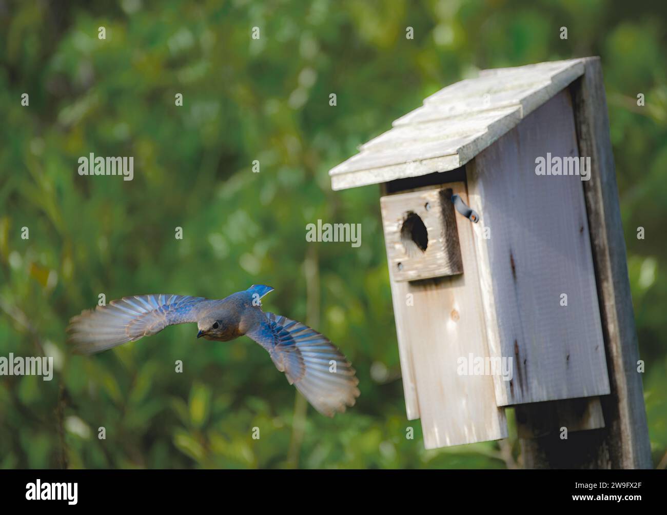 Weibliches Blauvogel - Sialia sialis - fliegt mit vollständig geöffneten und ausgestreckten Flügeln vom Nistkasten weg Stockfoto