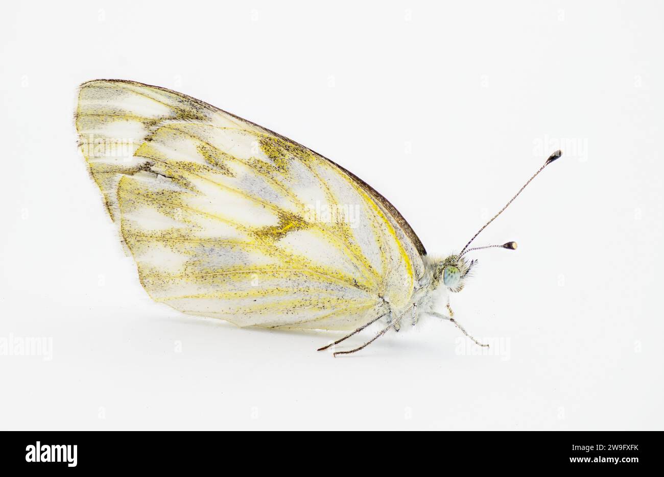 Weiblicher karierter weißer Schmetterling - Pontia protodice - Arten von Pieridae Schwefel isoliert auf weißem Hintergrund Seitenprofil Ansicht Stockfoto