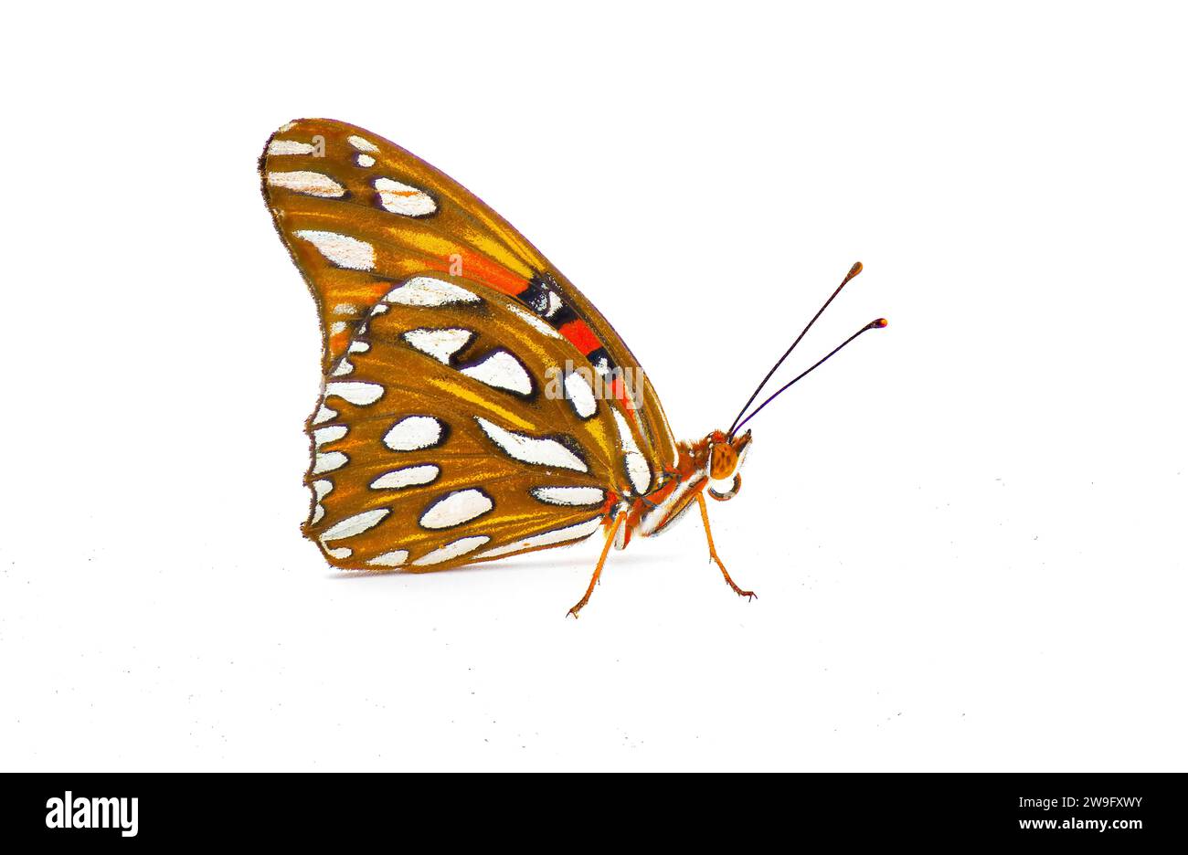 Der Golf Fritillary oder Passionsfalter - Agraulis oder Dione vanillae - ist ein leuchtend orangener Schmetterling aus der Unterfamilie Heliconiinae der Familie Nymphalid Stockfoto