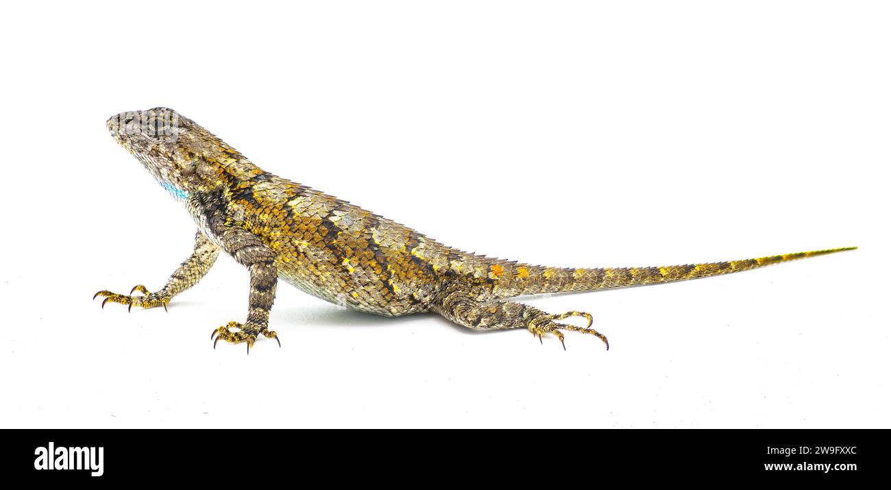 Große gravide weibliche östliche Zauneidechse oder SWIFT - Sceloporus undulatus - Seitenprofilansicht isoliert auf weißem Hintergrund. Füße, Zehen, Schwanz sichtbar. Stockfoto