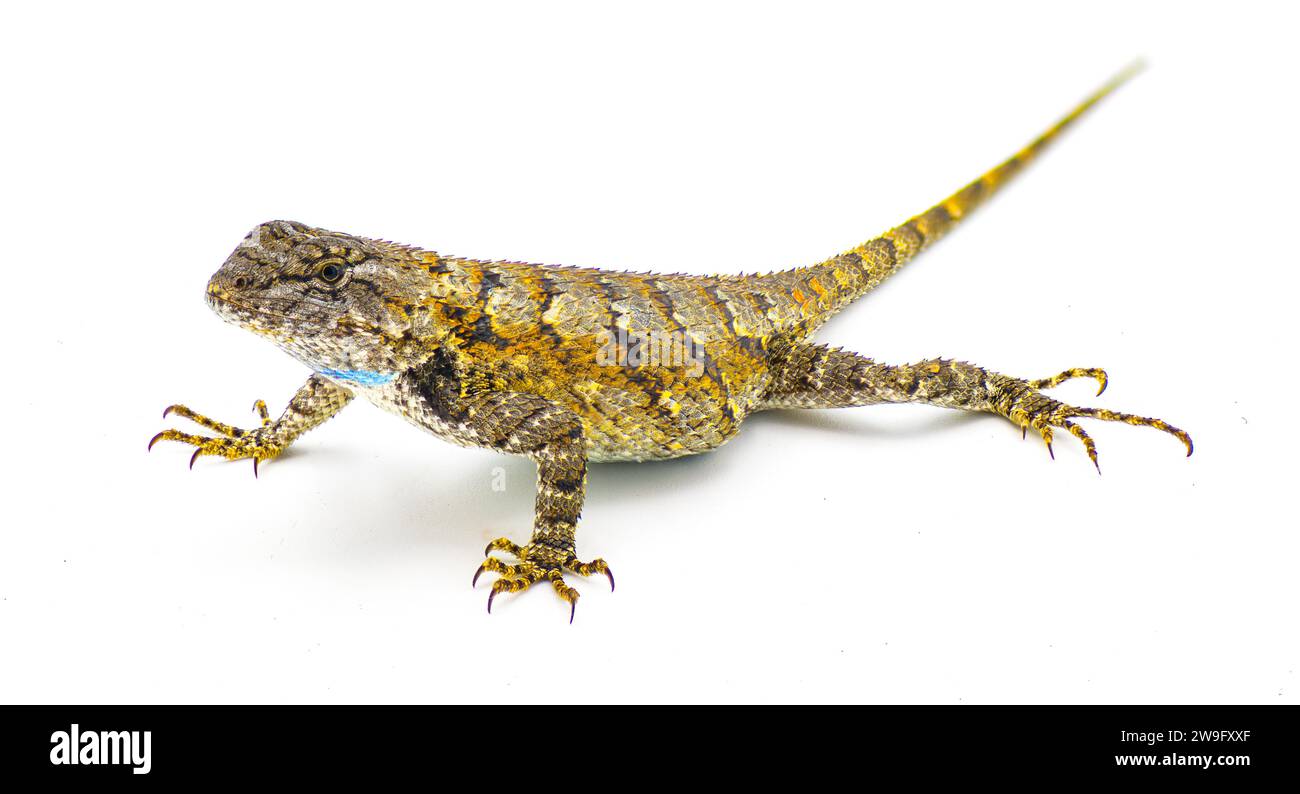 Große gravide weibliche östliche Zauneidechse oder SWIFT - Sceloporus undulatus - Ansicht des vorderen Seitenprofils isoliert auf weißem Hintergrund. Füße, Zehen, Auge, Pat Stockfoto
