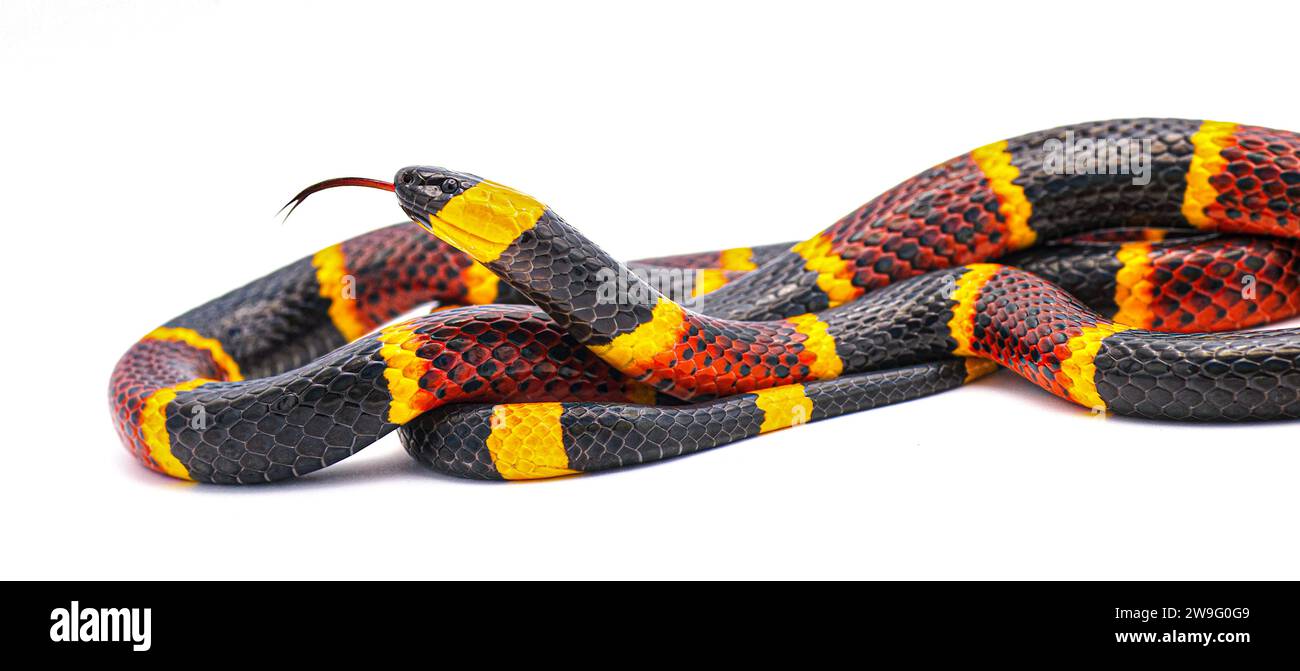 Giftige östliche Korallenschlange - Micrurus fulvius - Nahaufnahme von Kopf, Augen, Zunge und Muster. Seitenansicht der ganzen Schlange mit großen Details Stockfoto