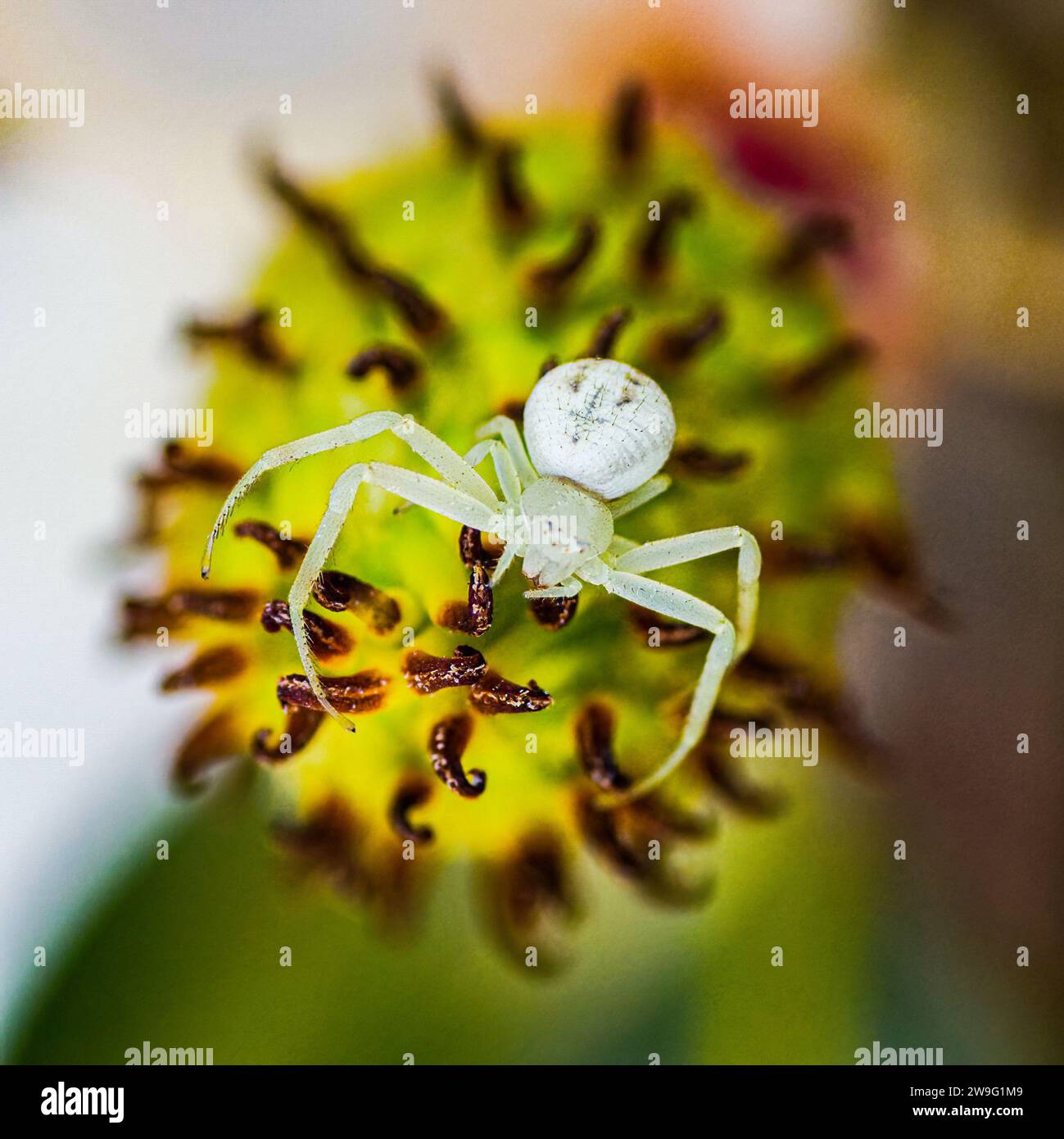 Weiße Krabbenspinne oder Blumenspinne - Mecaphesa sp. - Häufig auf der Jagd nach hellen Blumen. Auf Magnolienblüte blühende Kamera Stockfoto