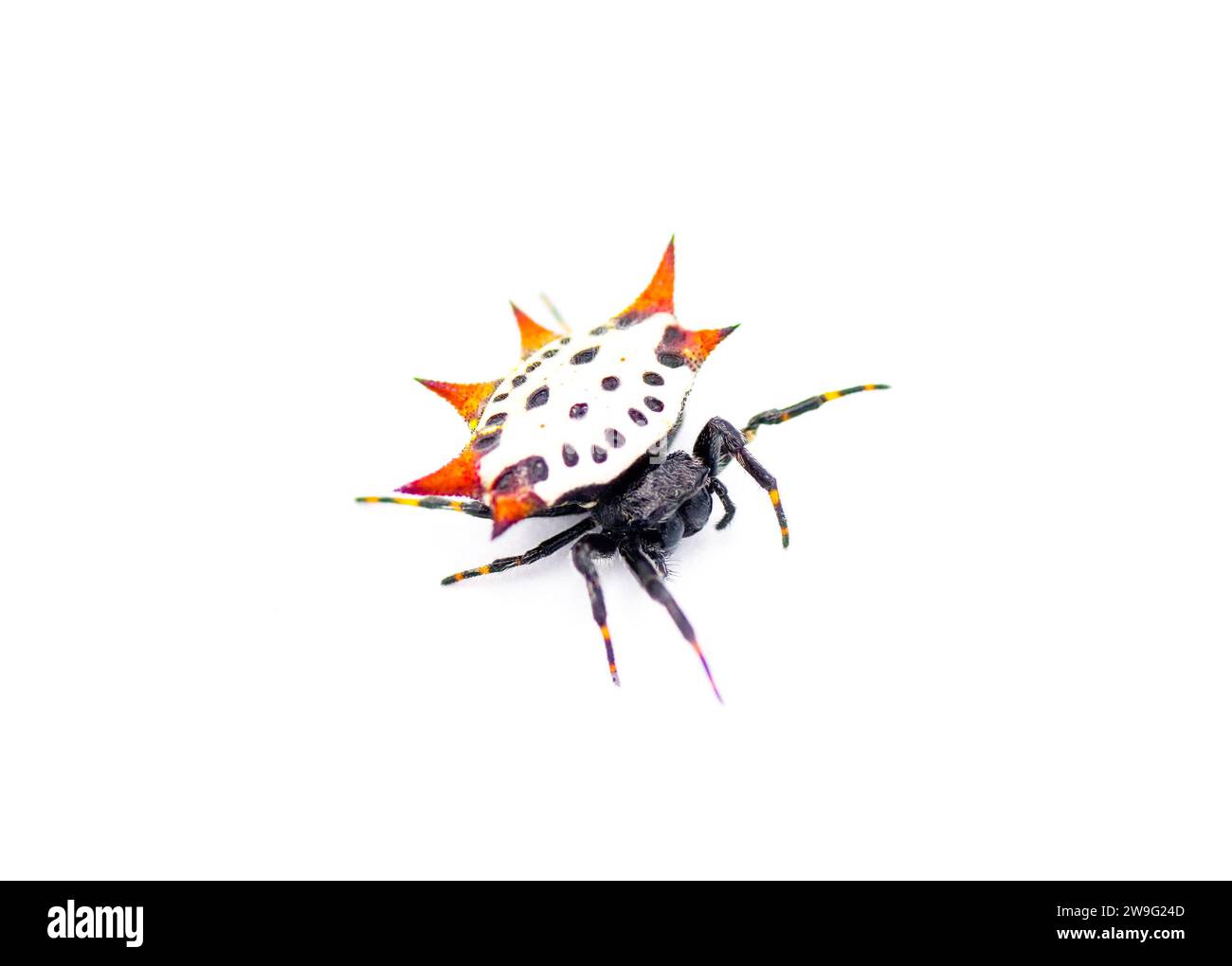Spiny back Orb Weaver Spinnen - Gasteracantha cancriformis - alias Krabben- oder Drachenspinne kriechen rechts Ansicht isoliert auf weißem Hintergrund Stockfoto