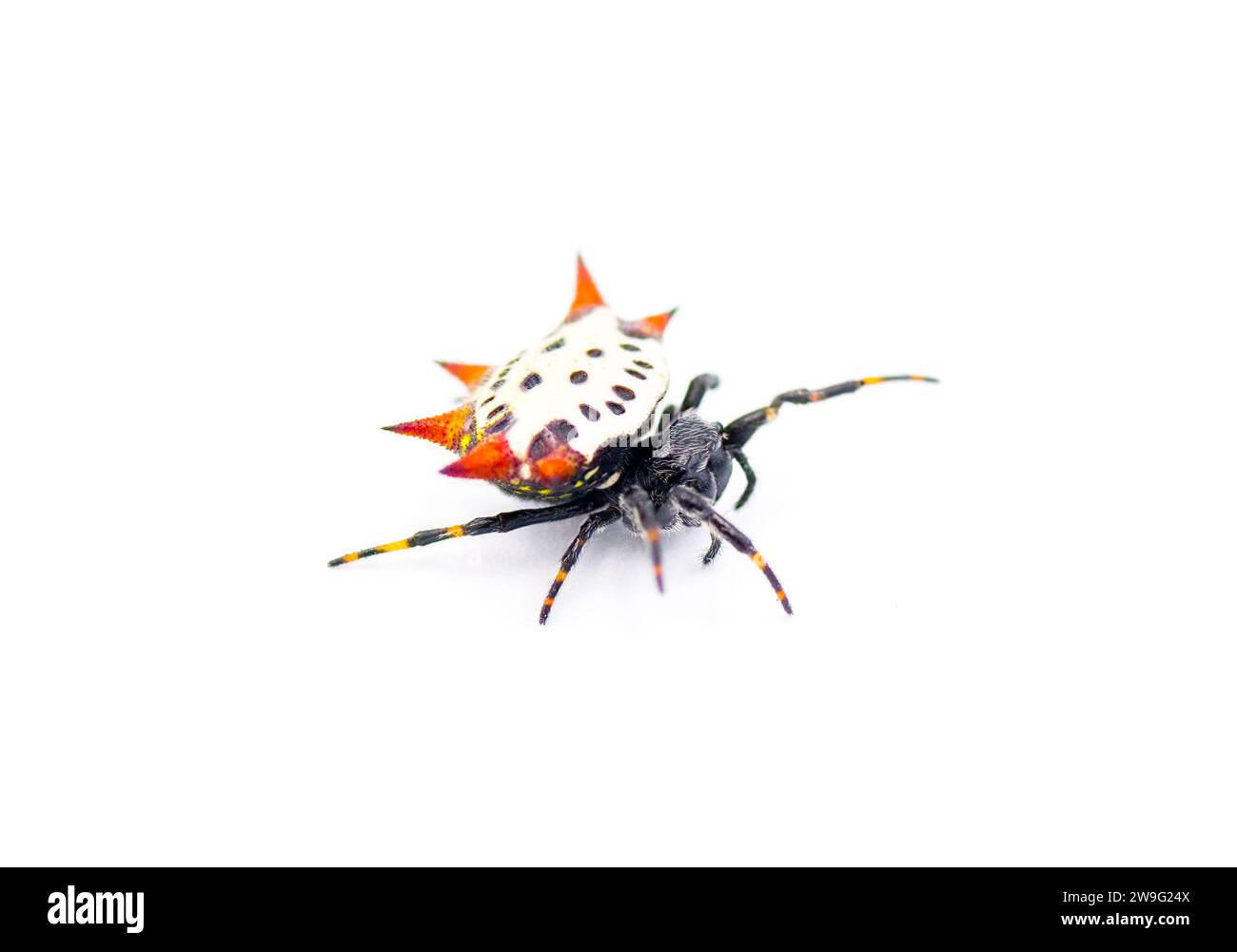 Spiny back Orb Weaver Spinnen - Gasteracantha cancriformis - alias Krabben- oder Drachenspinne kriechen rechts Bein erweiterte Ansicht isoliert auf weißem Hintergrund Stockfoto