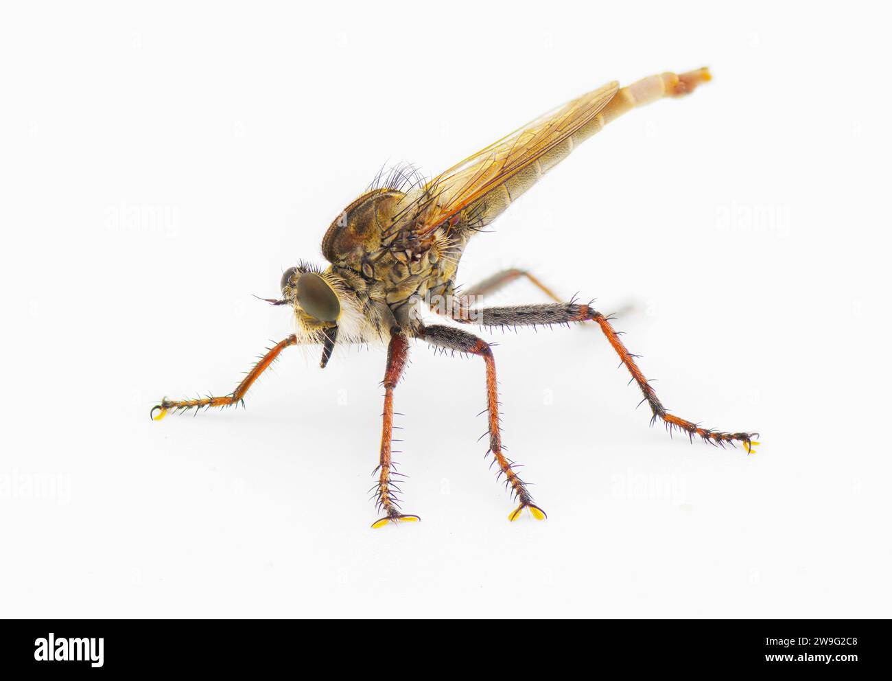 Räuberfliege isoliert auf weißem Hintergrund - Proctacanthus brevipennis - Art in Florida. Dunkelorange oder rote Farben. Profilansicht der Vorderseite Stockfoto