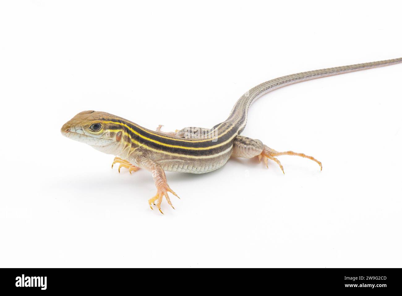 Sechs gesäumte Racerunner-Eidechse - Aspidoscelis sexlineatus - Vorderansicht isoliert auf weißem Hintergrund. Sie gedeihen in heißen, trockenen Sandy, gut durchlässigen Habiten Stockfoto