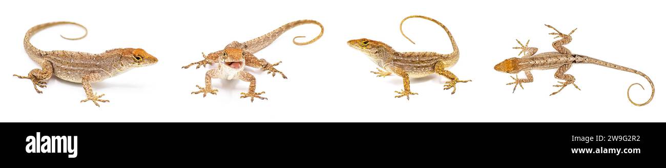 Kubanische braune Anolis, Bahaman oder de la Sagras Anolis sagrei - vier Ansichten isoliert auf weißem Hintergrund Stockfoto