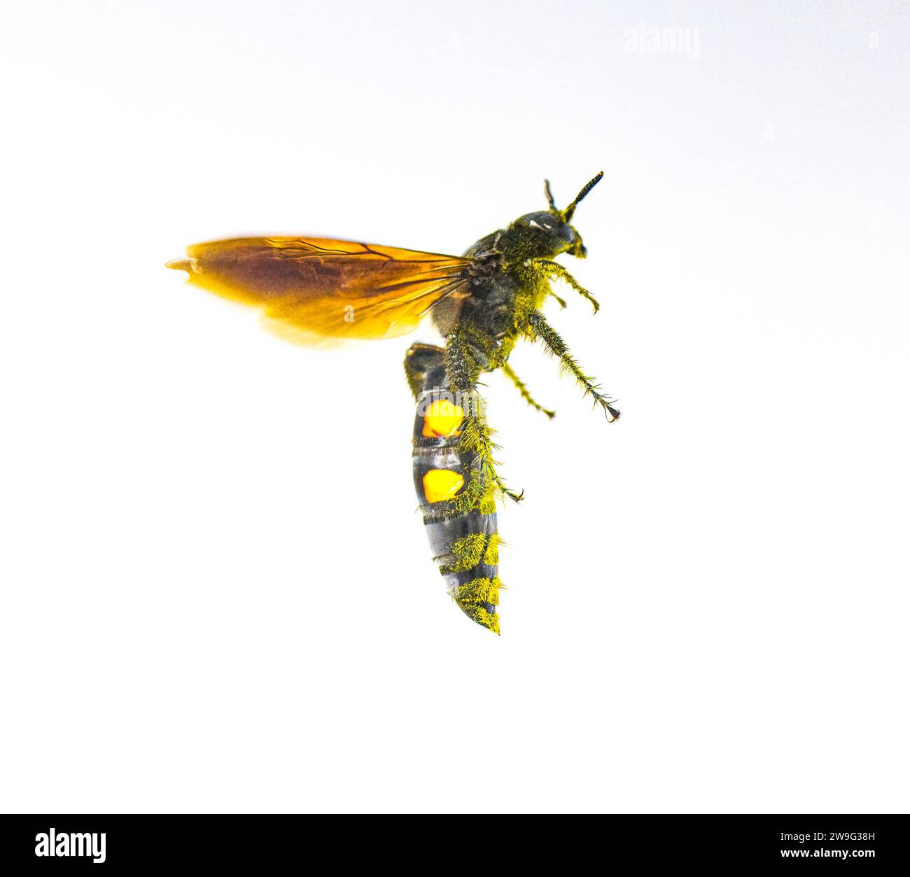 Große vierfleckige Scoliid Wasp - Pygodasis quadrimaculata - weibliche Seitenprofilansicht im Flug. Isoliert auf weißem Hintergrund Stockfoto