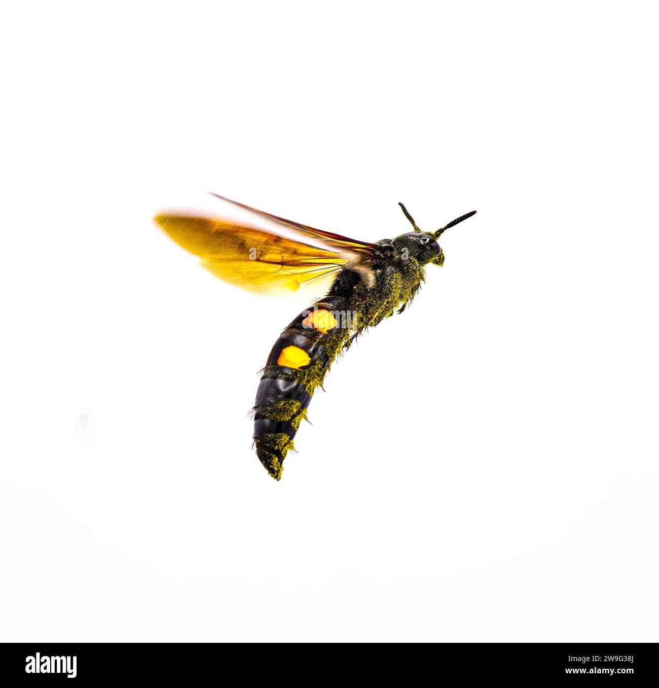 Große vier gepunktete Scoliid Wasp - Pygodasis quadrimaculata - weibliche Erwachsene vordere Seite Winkel Profil Ansicht im Flug isoliert auf weißem Hintergrund Stockfoto
