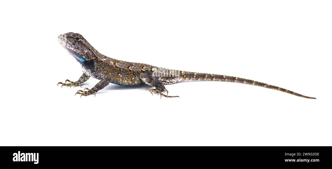Männliche Ostzaun-Eidechse oder Sceloporus undulatus - Seitenprofilansicht isoliert auf weißem Hintergrund Stockfoto