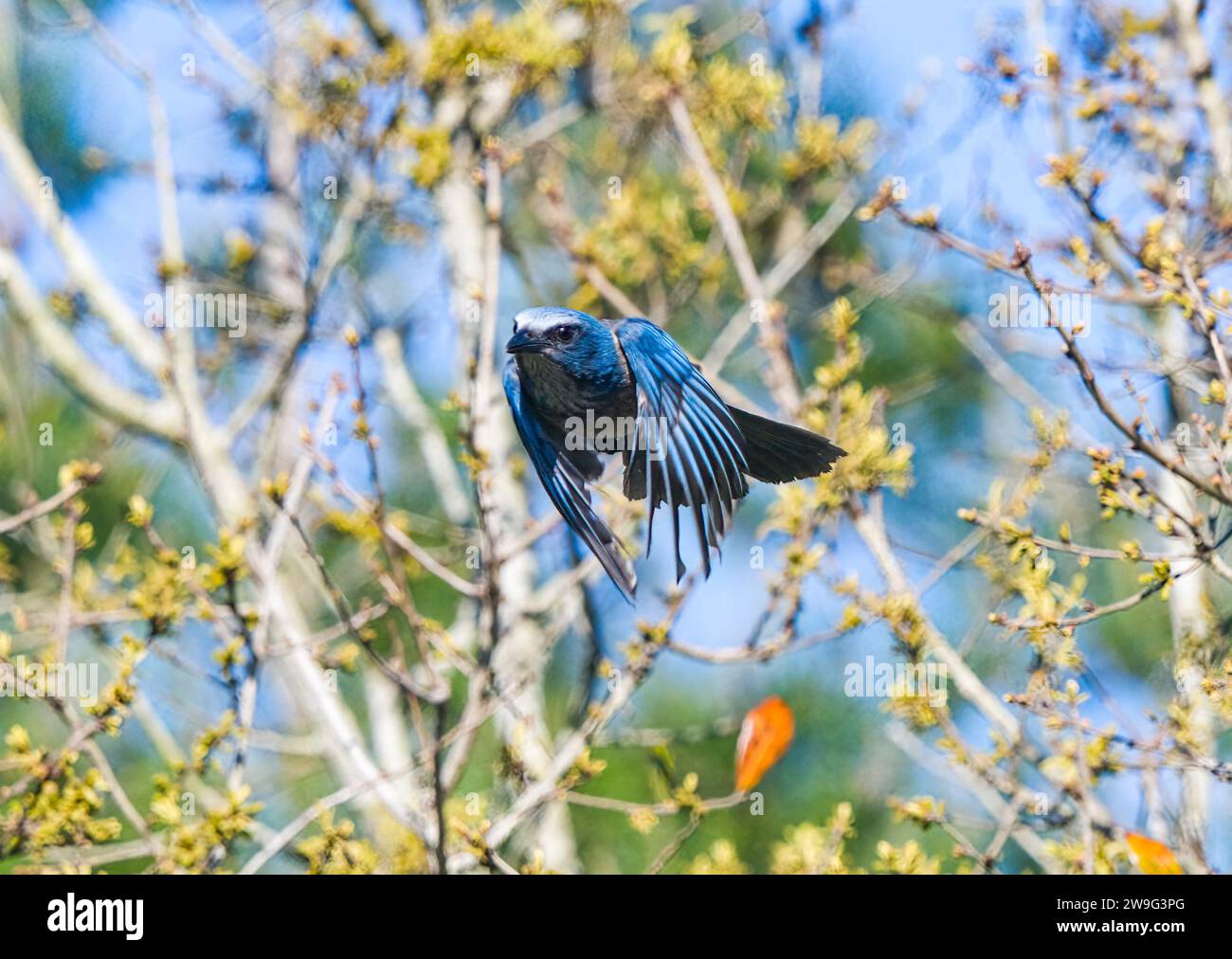 Florida Scrub Jay - Aphelocoma coerulescens - seltene und bedrohte Arten. Fliegen zur Kamera Stockfoto