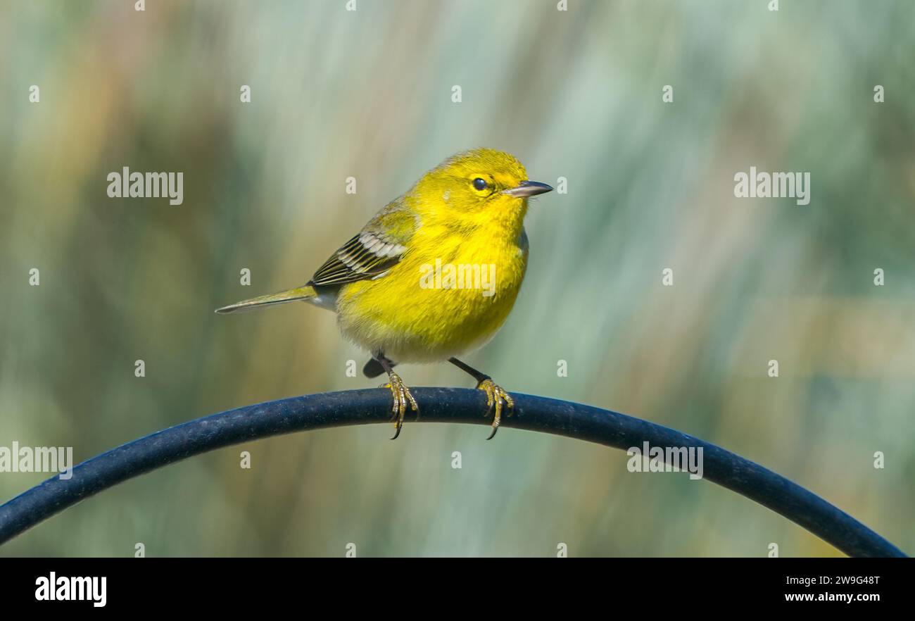 Erwachsene männliche Kiefernwurzel - Setophaga pinus - in hellen zitronengelben Zuchtfarben, oben auf der Vogelfutterstange Stockfoto