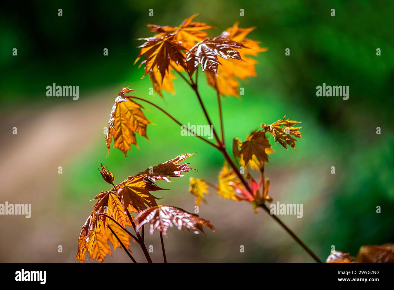 Eine Nahaufnahme eines leuchtend grünen, unscharfen Hintergrunds mit Blättern und Schmutz Stockfoto