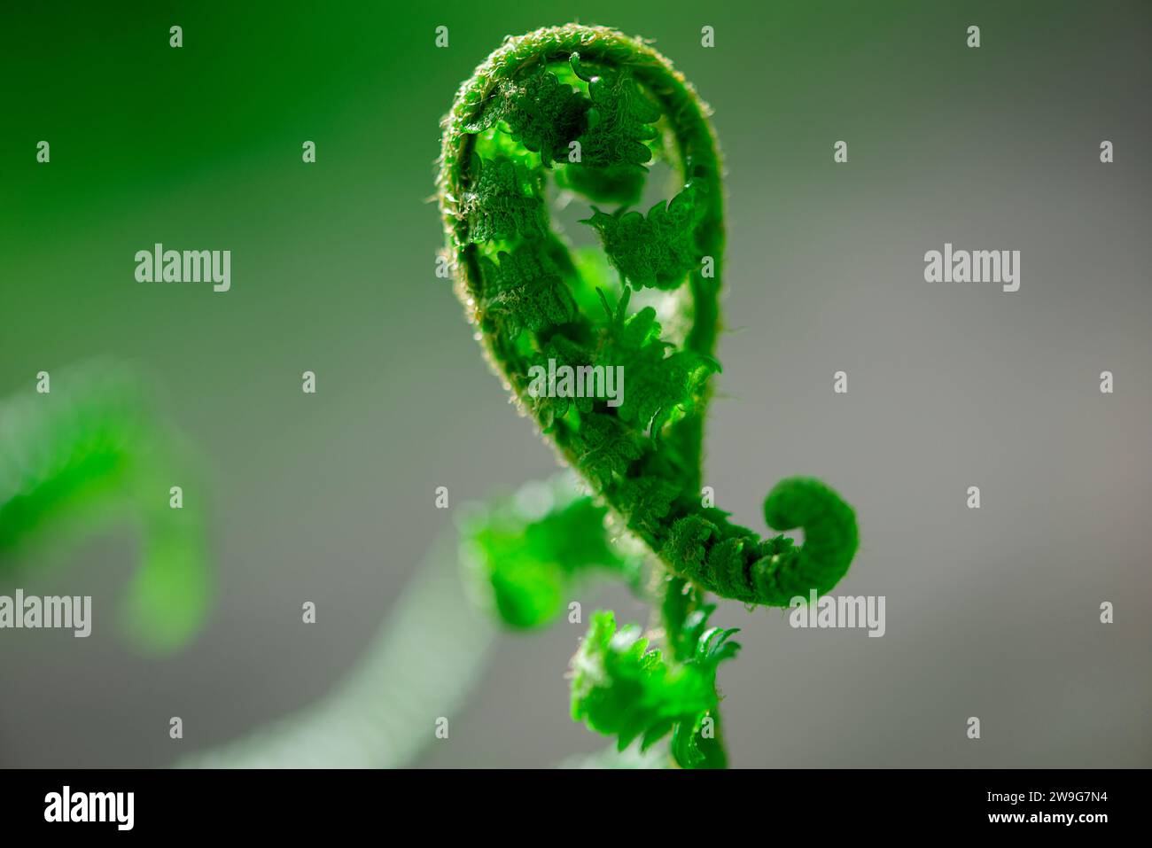 Eine einzelne grüne Pflanze mit einem gebogenen Blatt, das aus ihrem Stiel hervorgeht und auf einem hellgrauen Hintergrund wächst Stockfoto