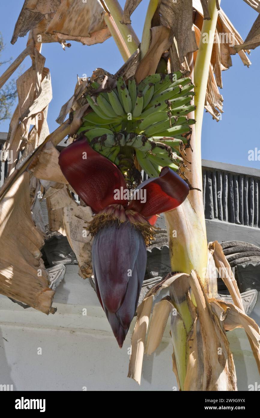 Ein tropischer Bananenbaum, der mit großen Blüten hängt, mit einer Gruppe grüner Bananen, die in einem Garten gewachsen sind Stockfoto