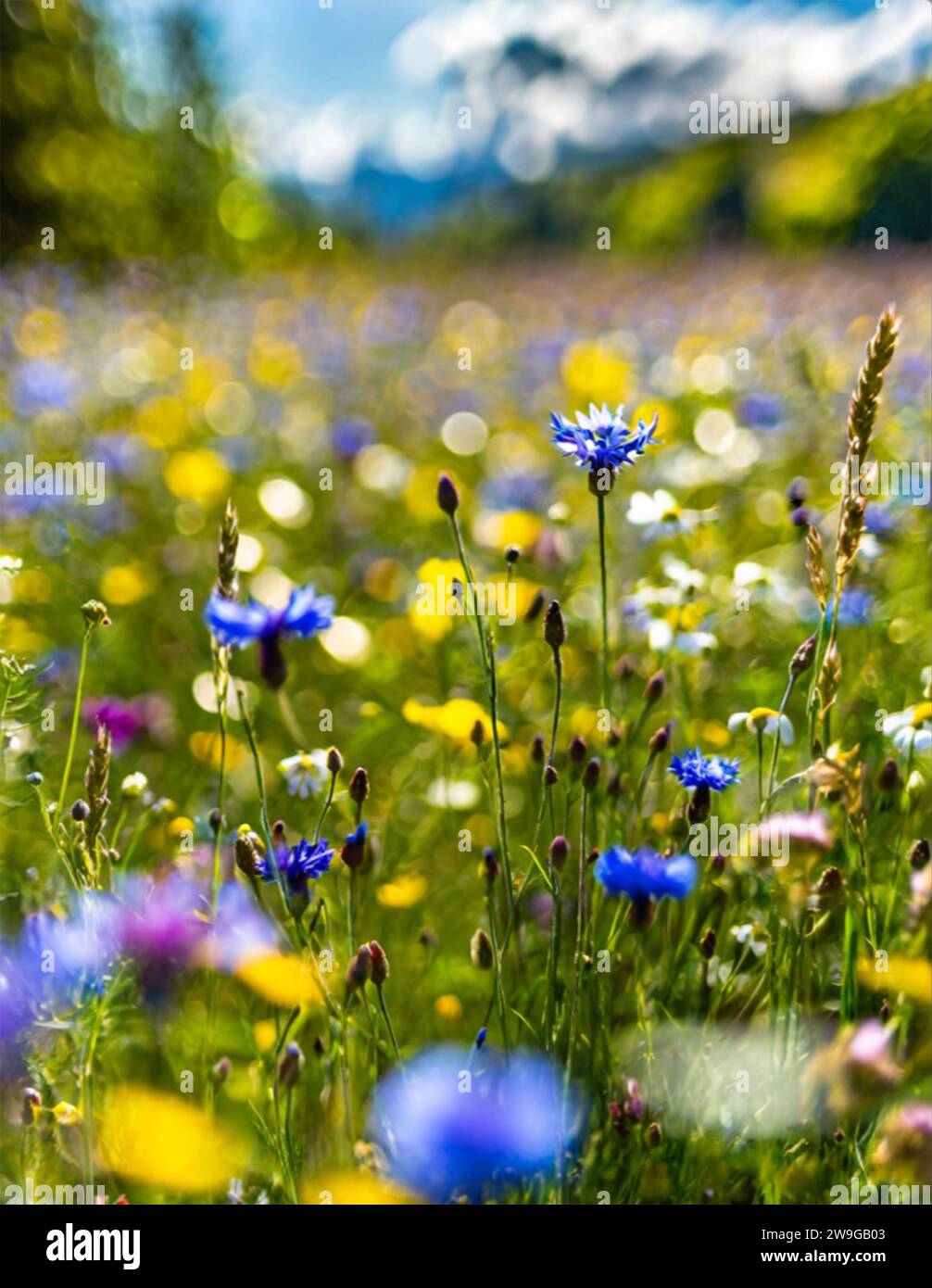 Wunderschöne wilde Wiese in polnischer Landschaft an einem hell heißen Sommertag während des Urlaubs. Stockfoto