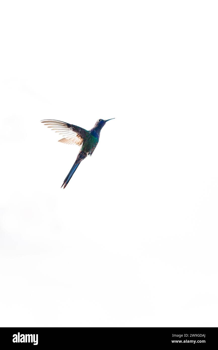 Majestätischer Kolibri schwebt in einem isolierten Weißen Raum Stockfoto