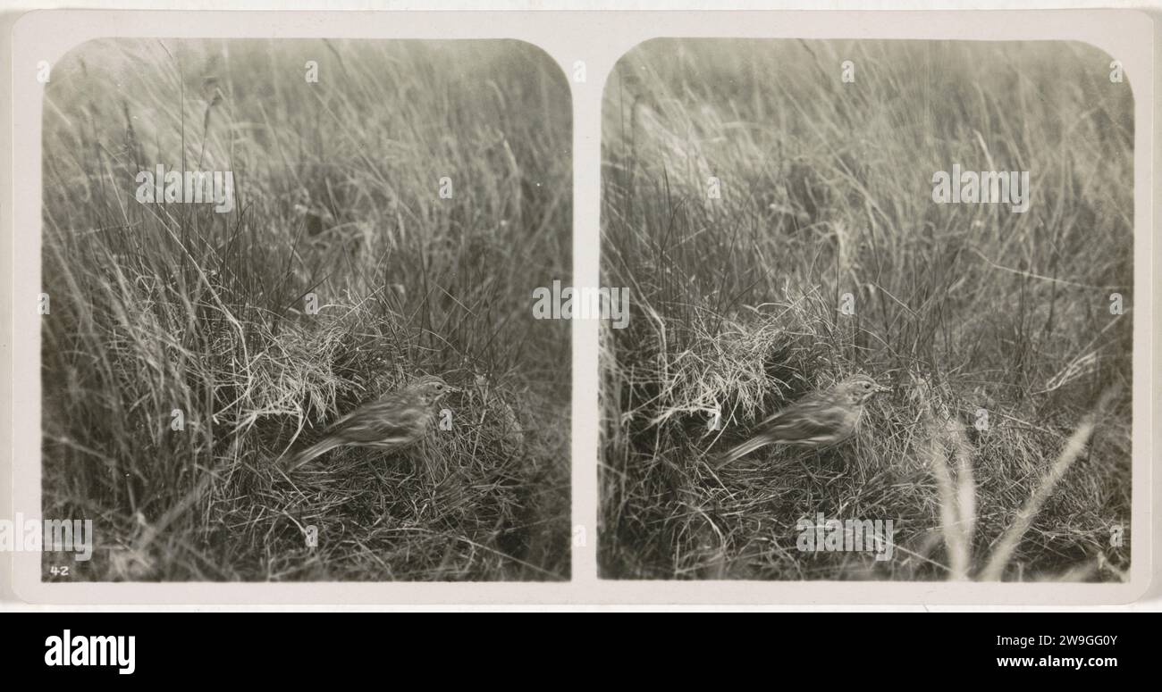 Grasfuchs in Nest, ca. 1870 - ca. 1940 Stereogramm unten links auf dem Foto links ist die Zahl 42. Aus einer Serie von 25 Stereo-Fotos. Unbekannte Unterstützung für Fotos Stockfoto