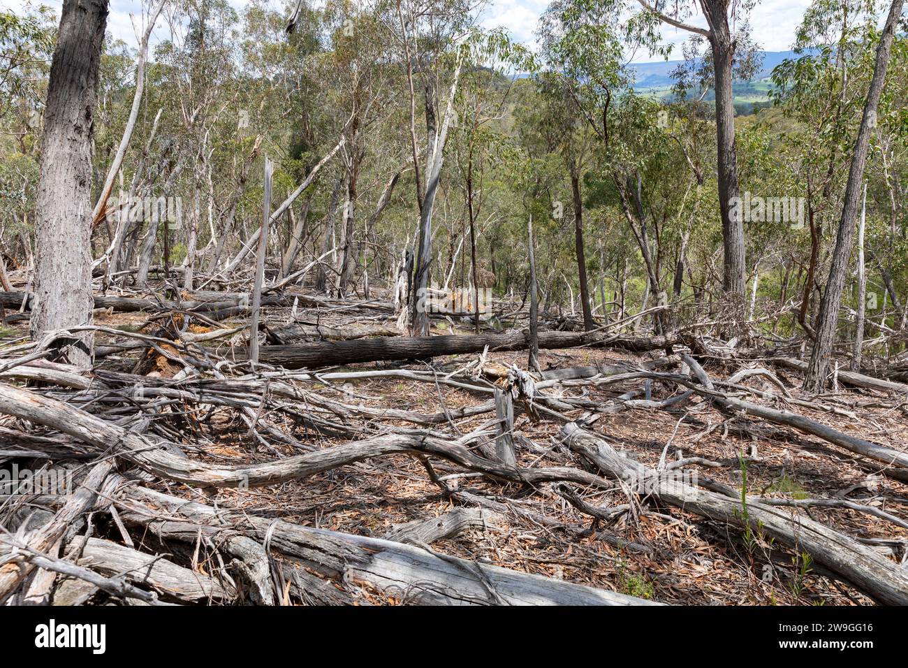 Australischer Busch im zentralen Westen von New South Wales, umgestürzte Bäume in der Landschaft, Natur, NSW, Australien Stockfoto