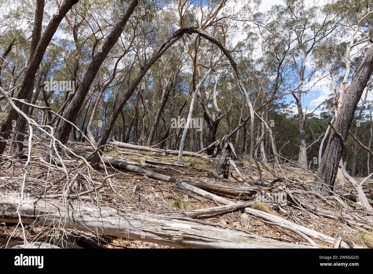 Australischer Busch im zentralen Westen von New South Wales, umgestürzte Bäume in der Landschaft, Natur, NSW, Australien Stockfoto
