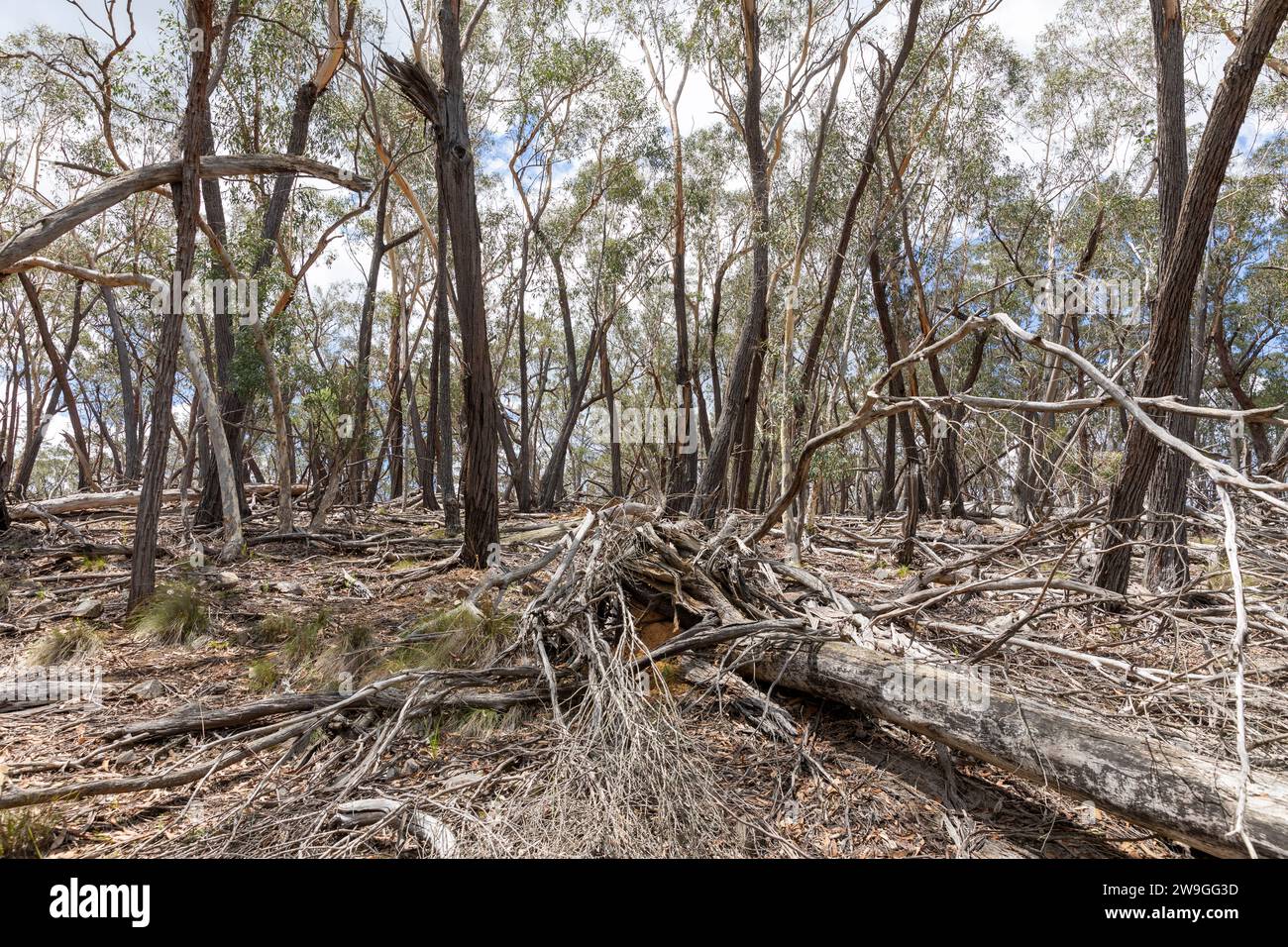 Australischer Busch im zentralen Westen von New South Wales, umgestürzte Bäume in der Landschaft, Natur, NSW, Australien Stockfoto