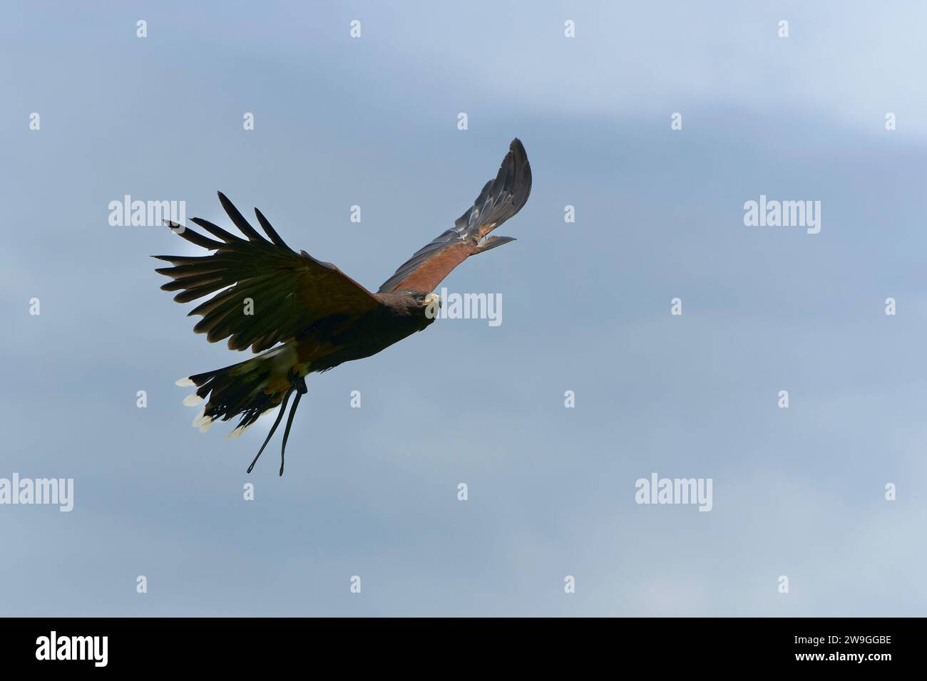 Ein Falke, der durch den Himmel schwebt, seine Flügel weit ausgebreitet vor einem Hintergrund aus geschwollenen weißen Wolken. Stockfoto