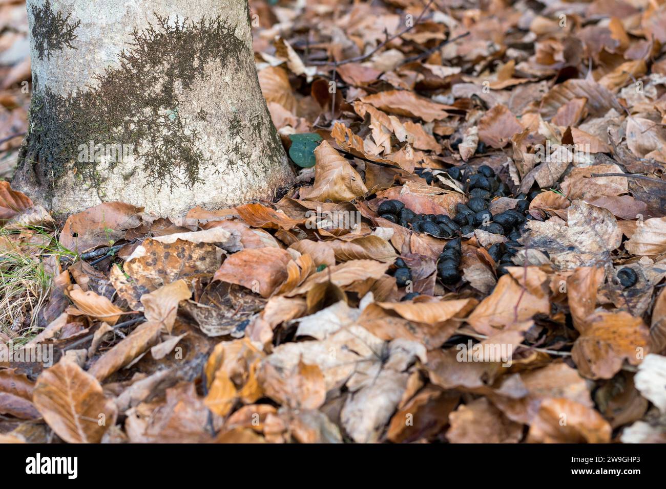 Reh-Kot in einem Italienwald auf einem Hintergrund mit trockenen Blättern. Frischdünger von Europäischem Reh-Cervine (Capreolus capreolus) im Grünwald. Stockfoto