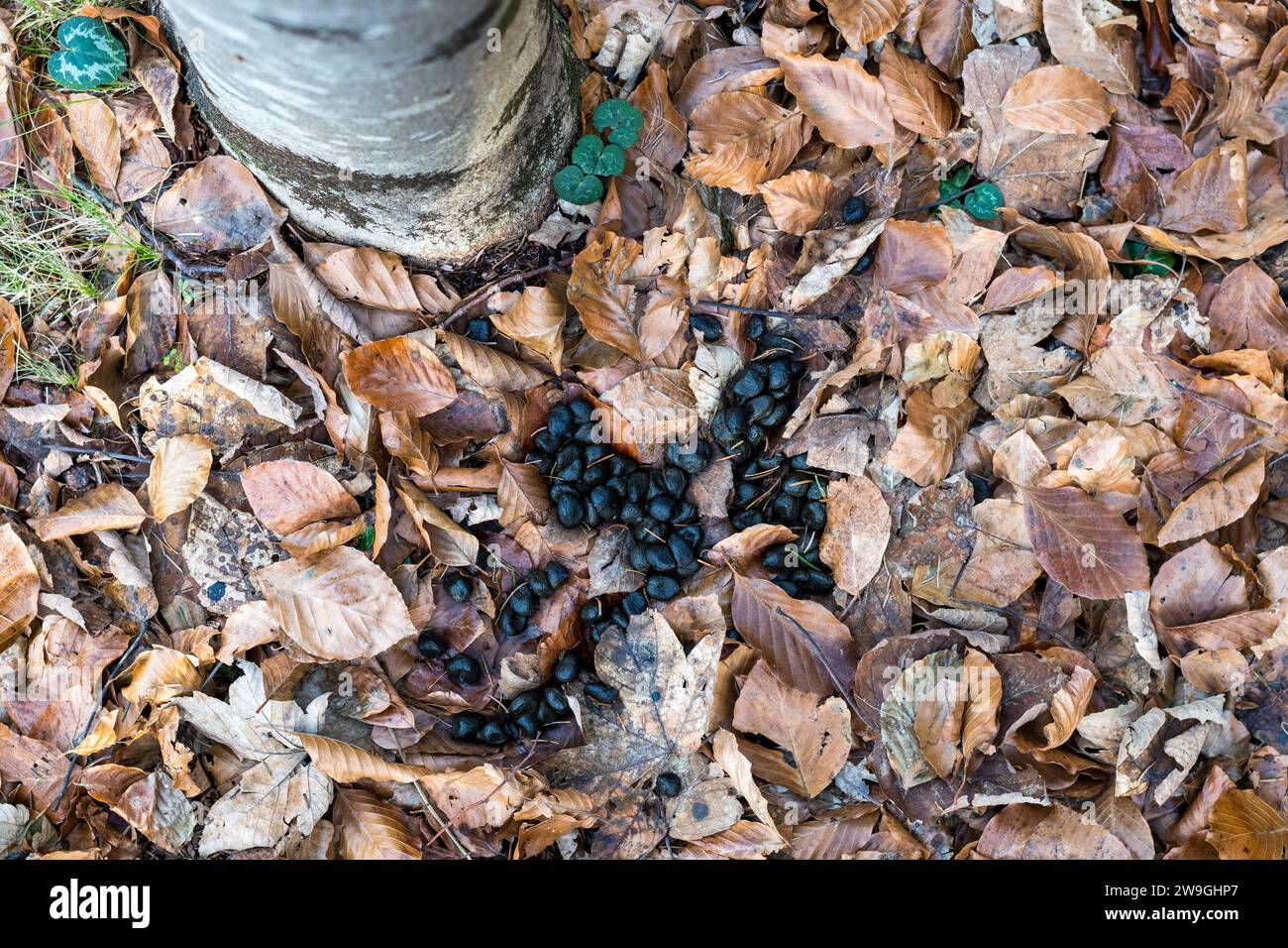 Reh-Kot in einem Italienwald auf einem Hintergrund mit trockenen Blättern. Frischdünger von Europäischem Reh-Cervine (Capreolus capreolus) im Grünwald. Stockfoto