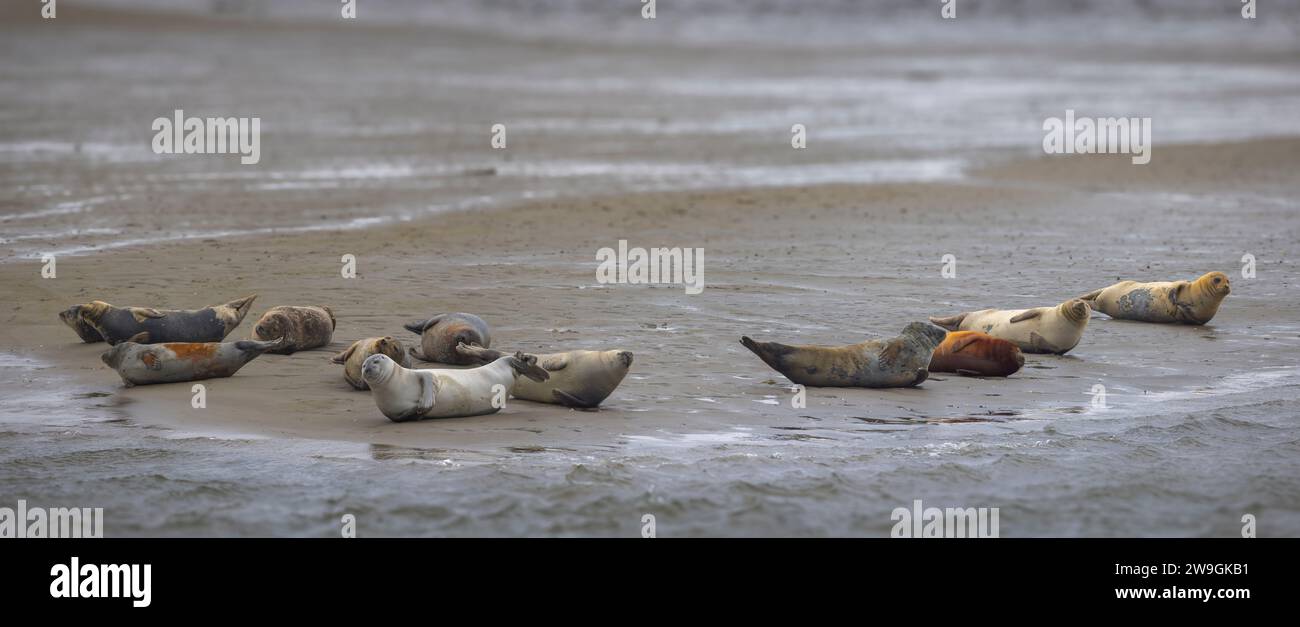 Bob von Seehunden auf Sandbank auf Fano Island, Dänemark Stockfoto