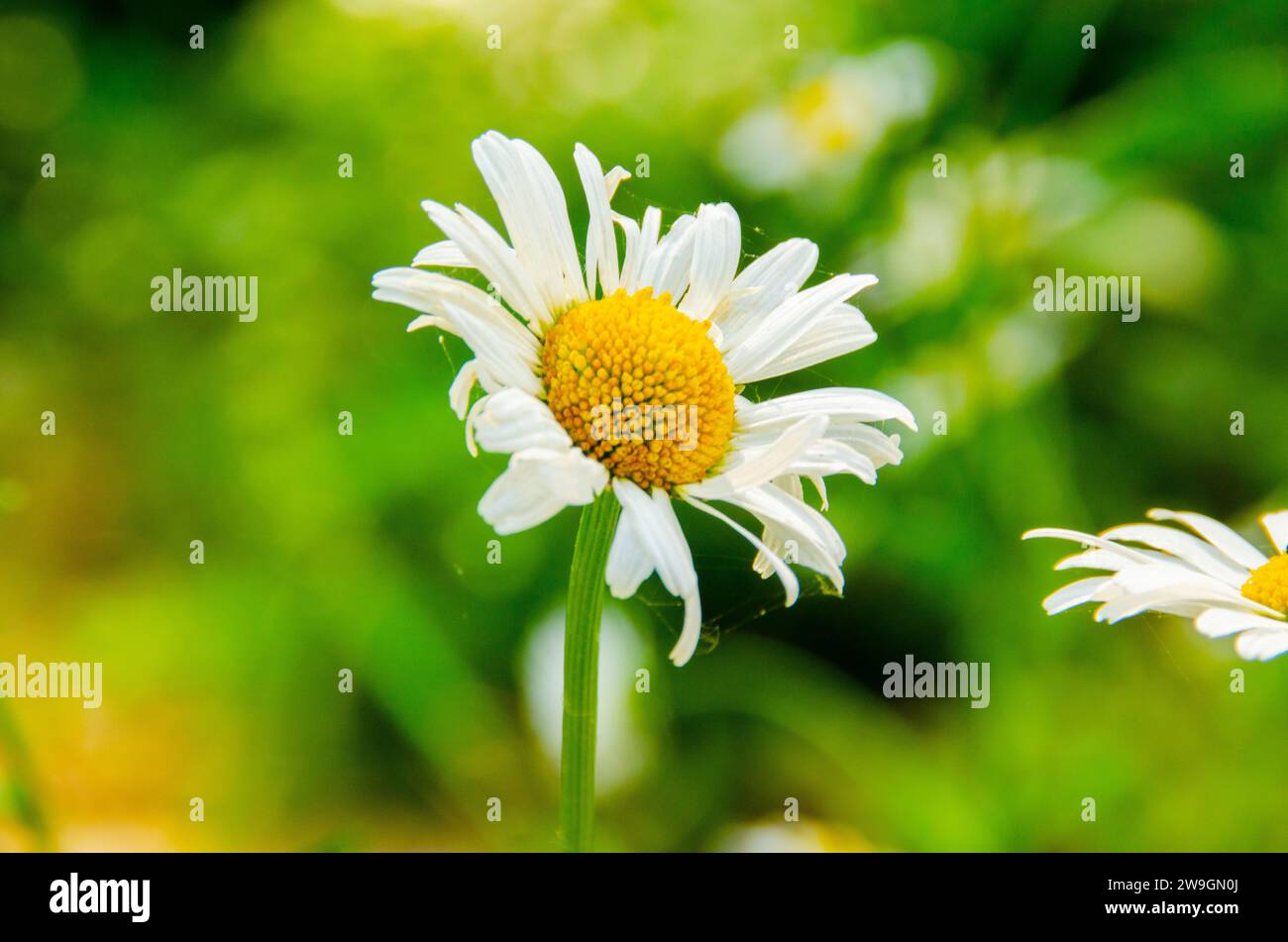 Kamillenblüte mit weißen Blütenblättern und gelbem Pistil auf verschwommenem grünem Hintergrund an einem sonnigen Sommertag Stockfoto