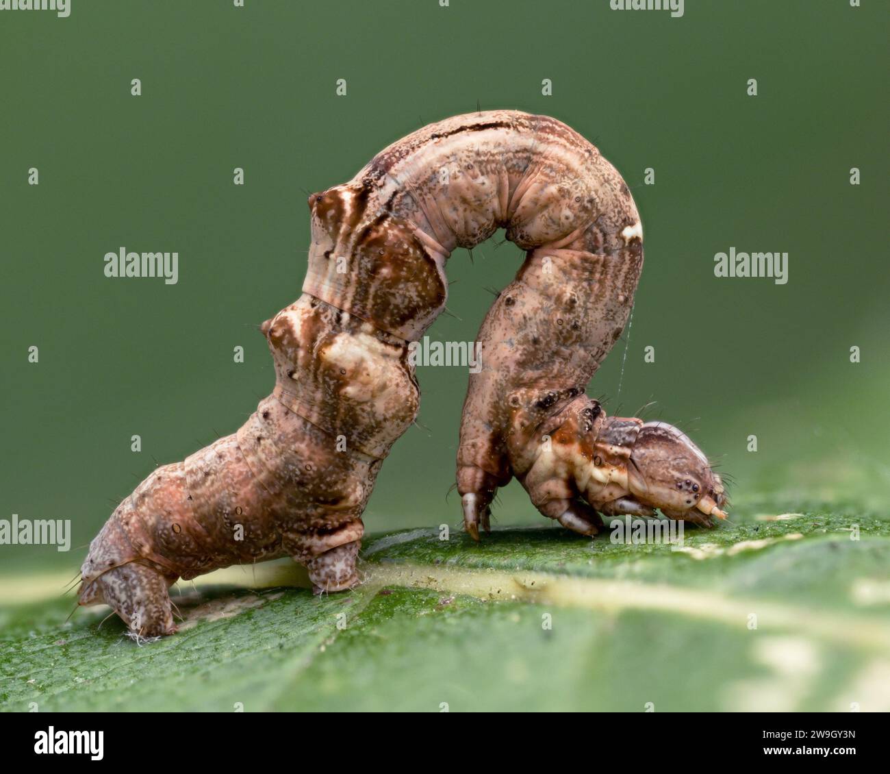 frühdornmottenraupe (Selenia dentaria) an der Blattunterseite. Tipperary, Irland Stockfoto