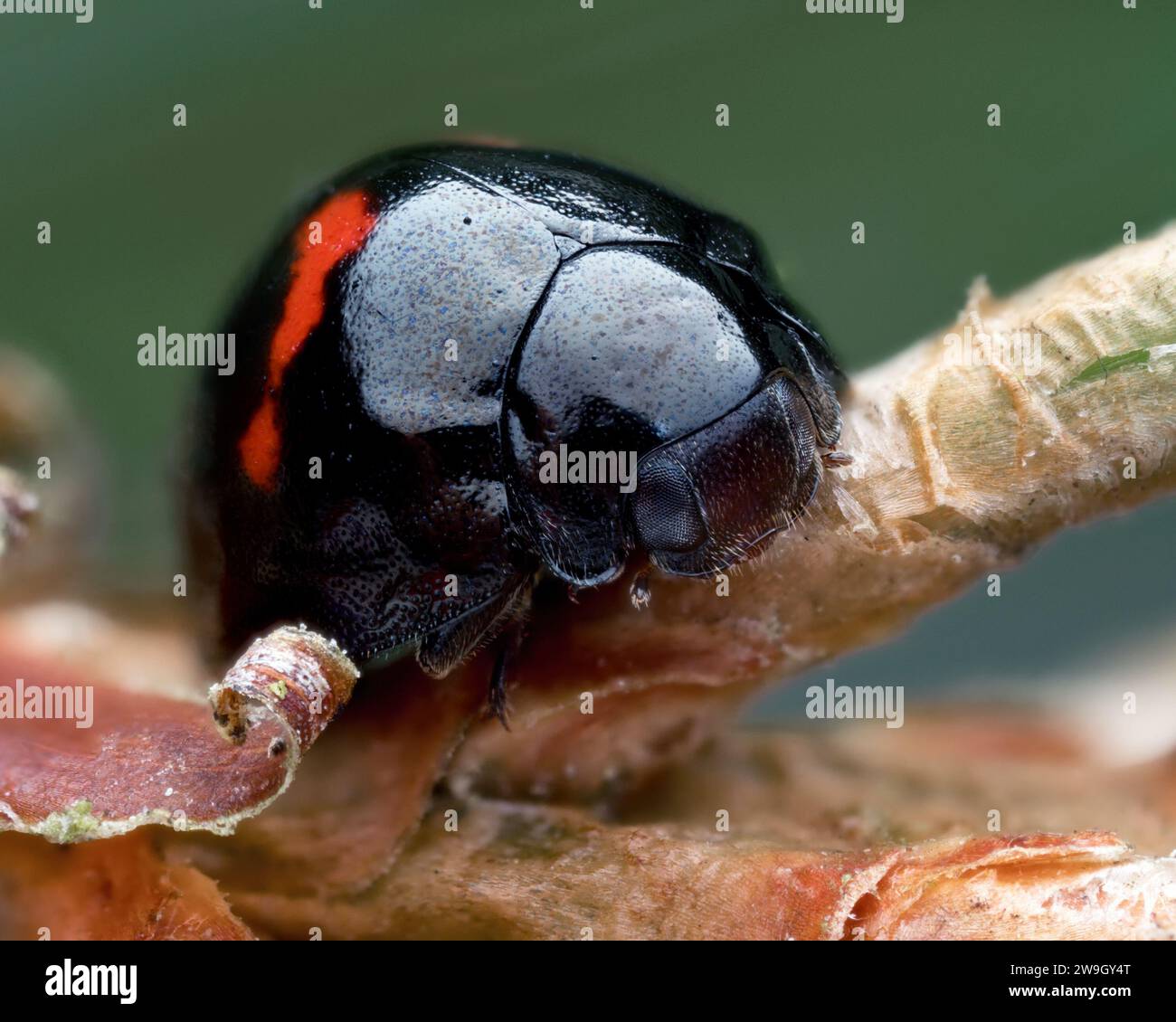 Heidekraut-Marienkäfer (Chilocorus bipustulatus) in Ruhe auf dem Ast. v Stockfoto