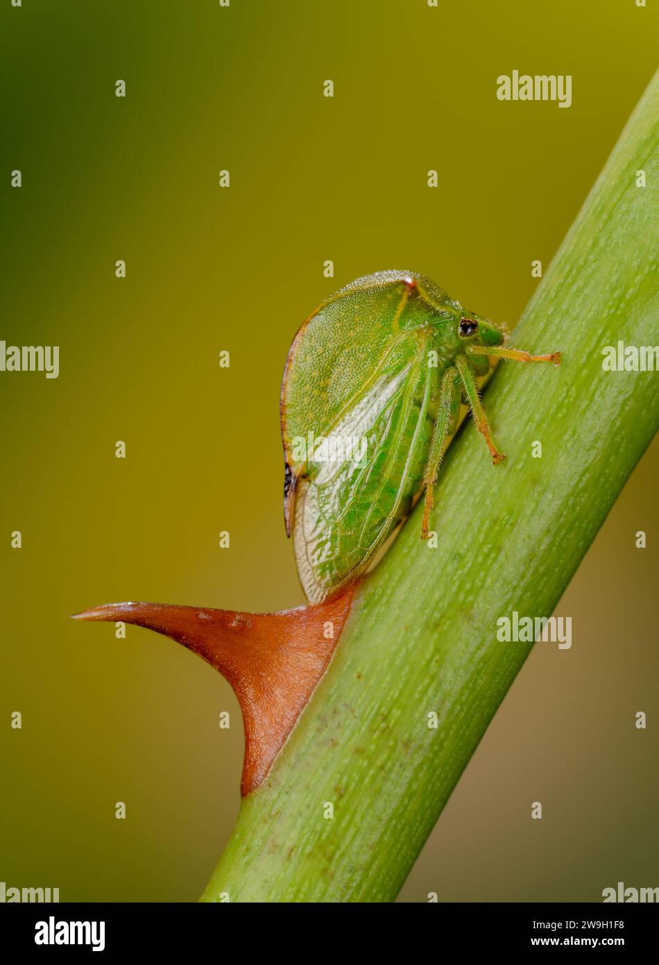 Büffelbaum auf Rosenlutschen Stockfoto