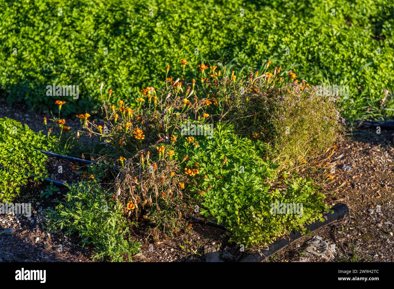 Ringelblumen (Tagetes) blühen zwischen den Kräuterbeeten des Nachhaltigkeit Projekts der Xara Gardens in der Nähe von Rabat, Malta. Laut der Xara Collection basiert das Projekt auf pestizidfreier Begleitpflanzung – blühende Pflanzen wie diese sind klassische Begleitpflanzen, die nützliche Insekten anlocken und Schädlinge abschrecken. Stockfoto