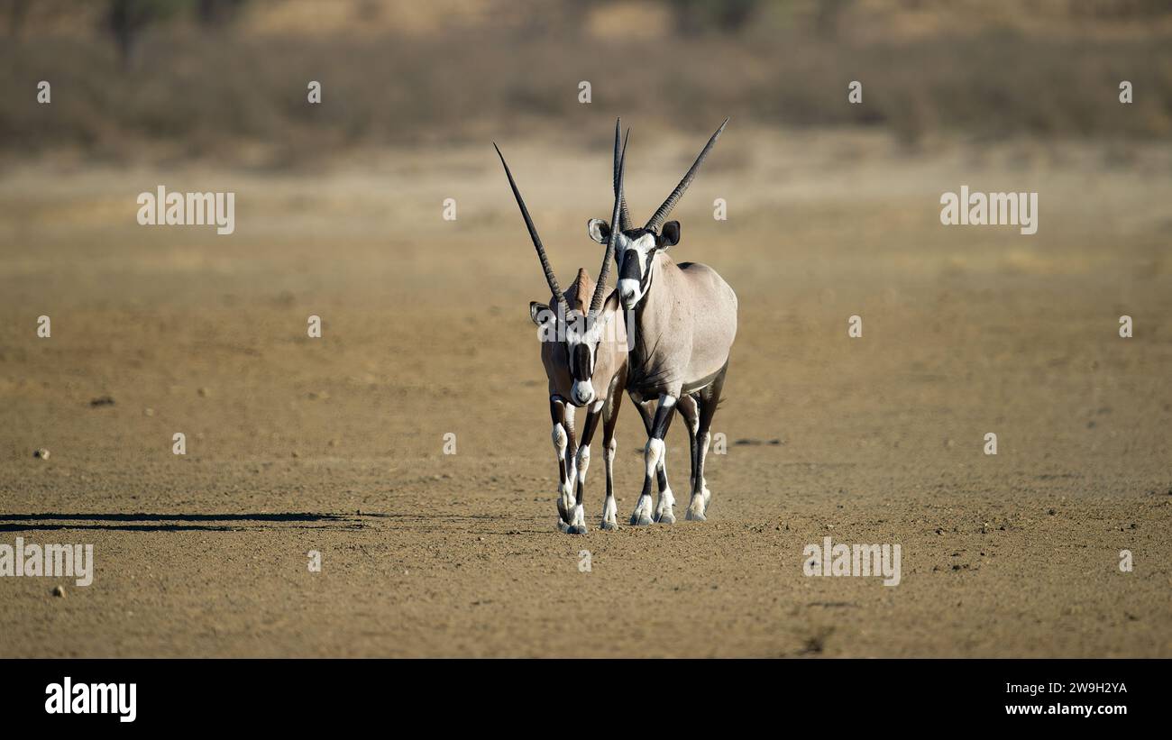 Gemsbok (Oryx gazella) Kgalagadi Transfrontier Park, Südafrika Stockfoto