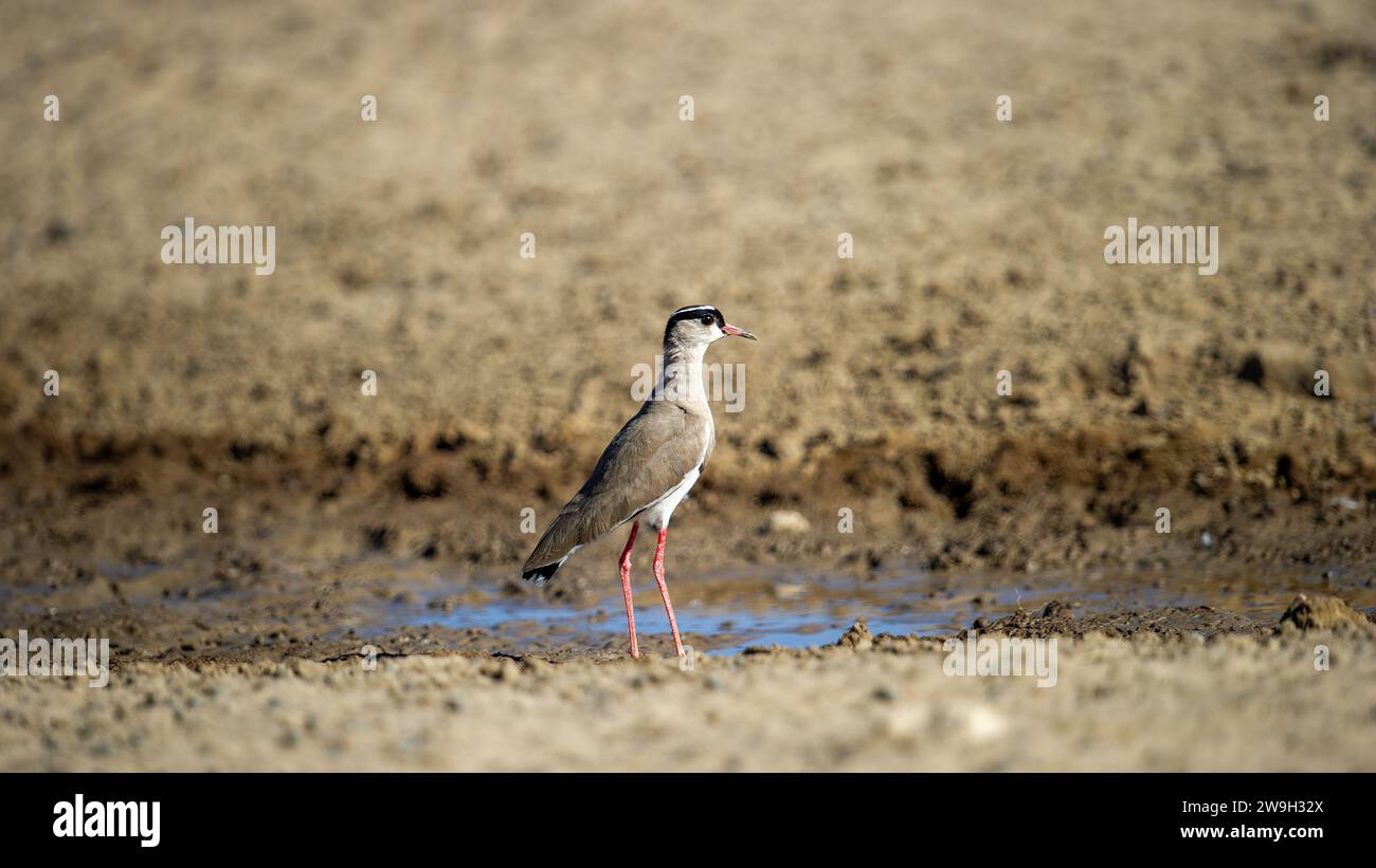 Gekrönter Lapwing (Vanellus coronatus) Kgalagadi Transfrortier Park, Südafrika Stockfoto