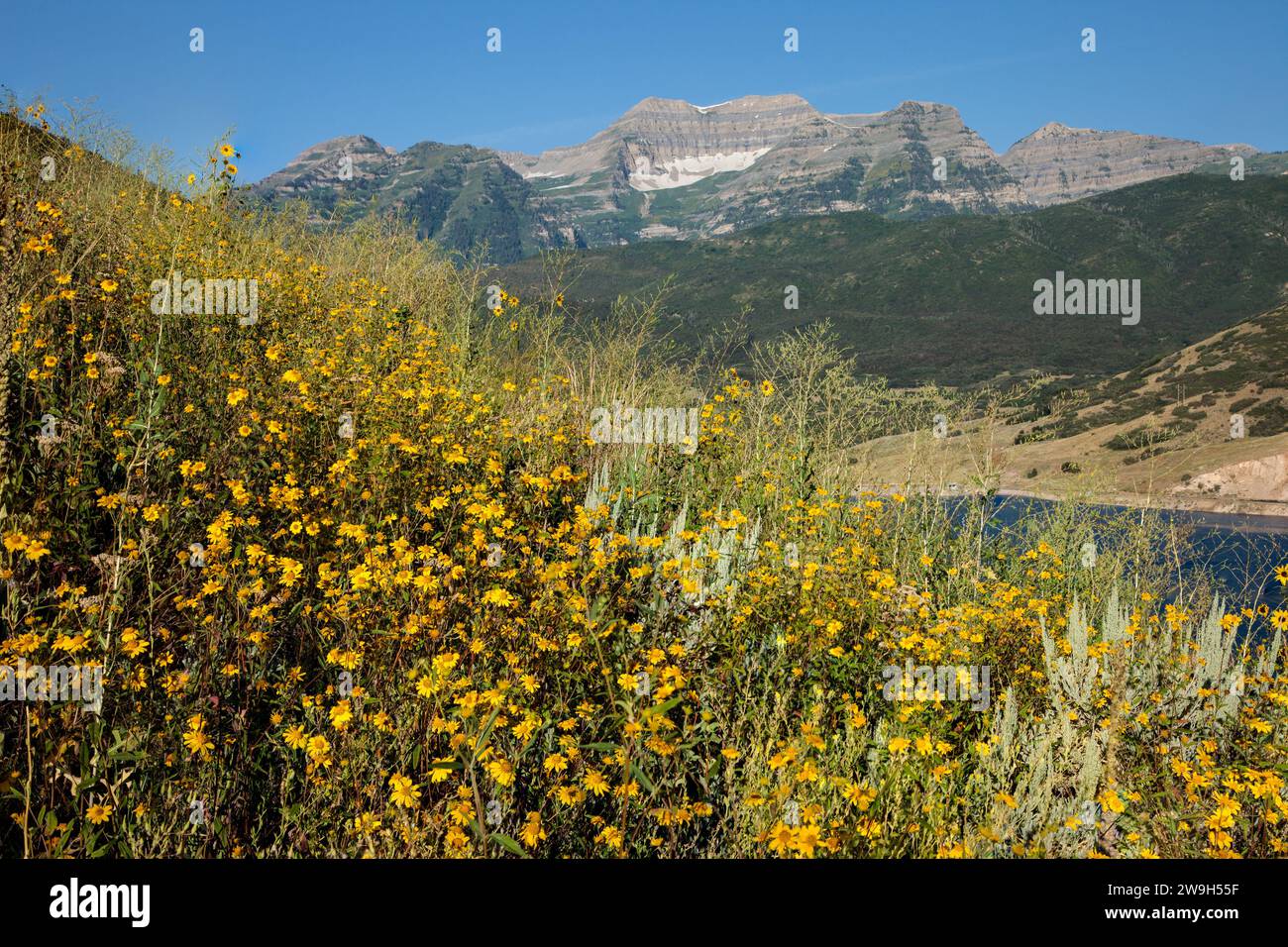 Wildblumen und die Ostwand des Mount Timpanogos in der Wasatch Mountain Range im Norden Utahs. Stockfoto