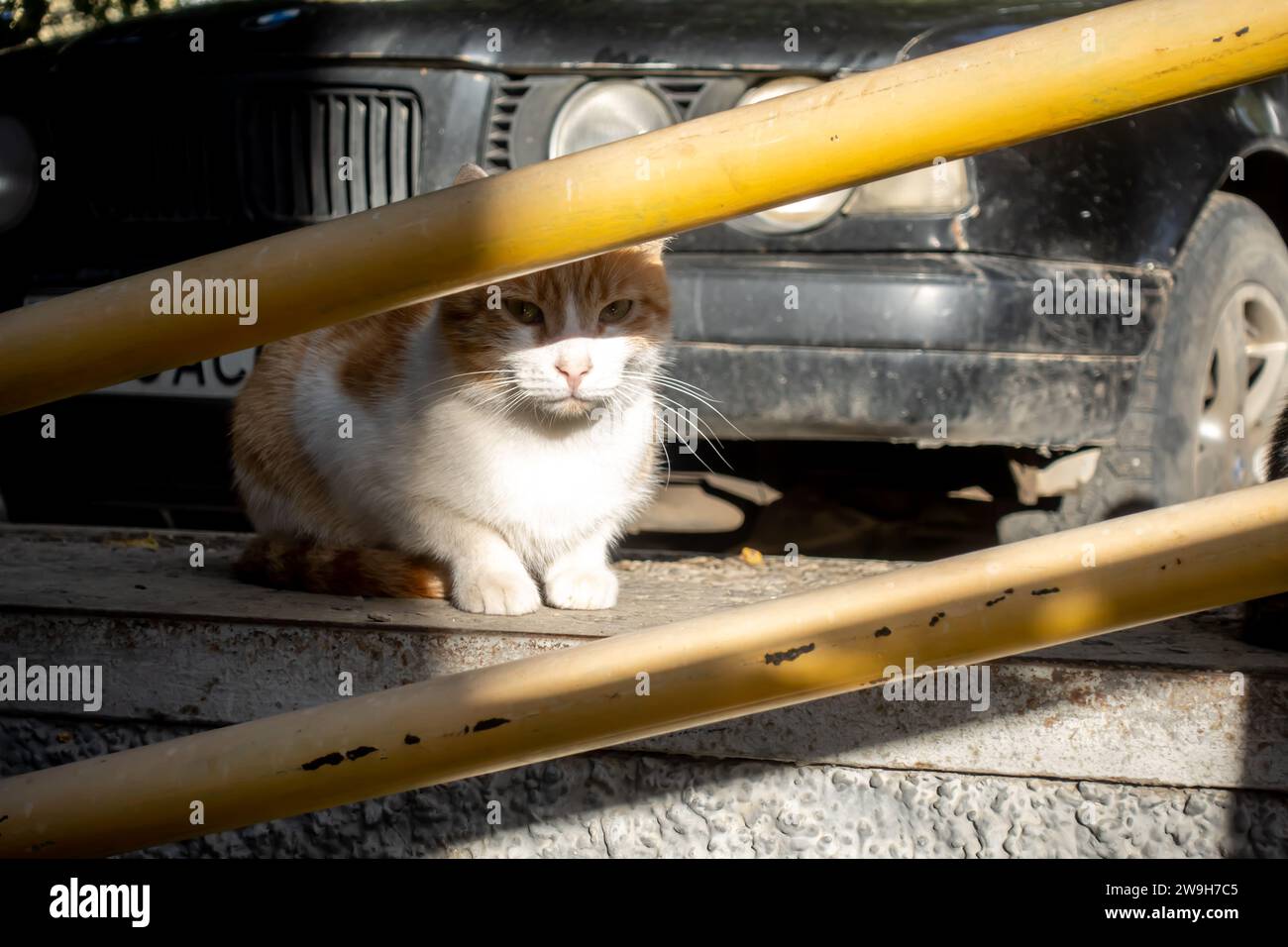 Straßenkatze neben dem Auto Stockfoto