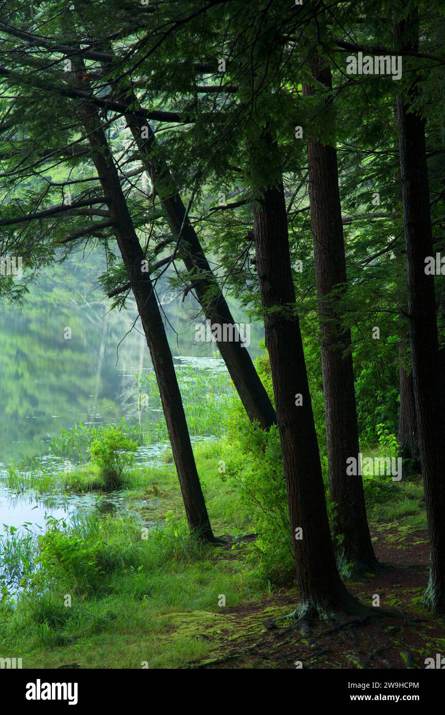 Bigelow Teich, Bigelow Hollow State Park, Connecticut Stockfoto