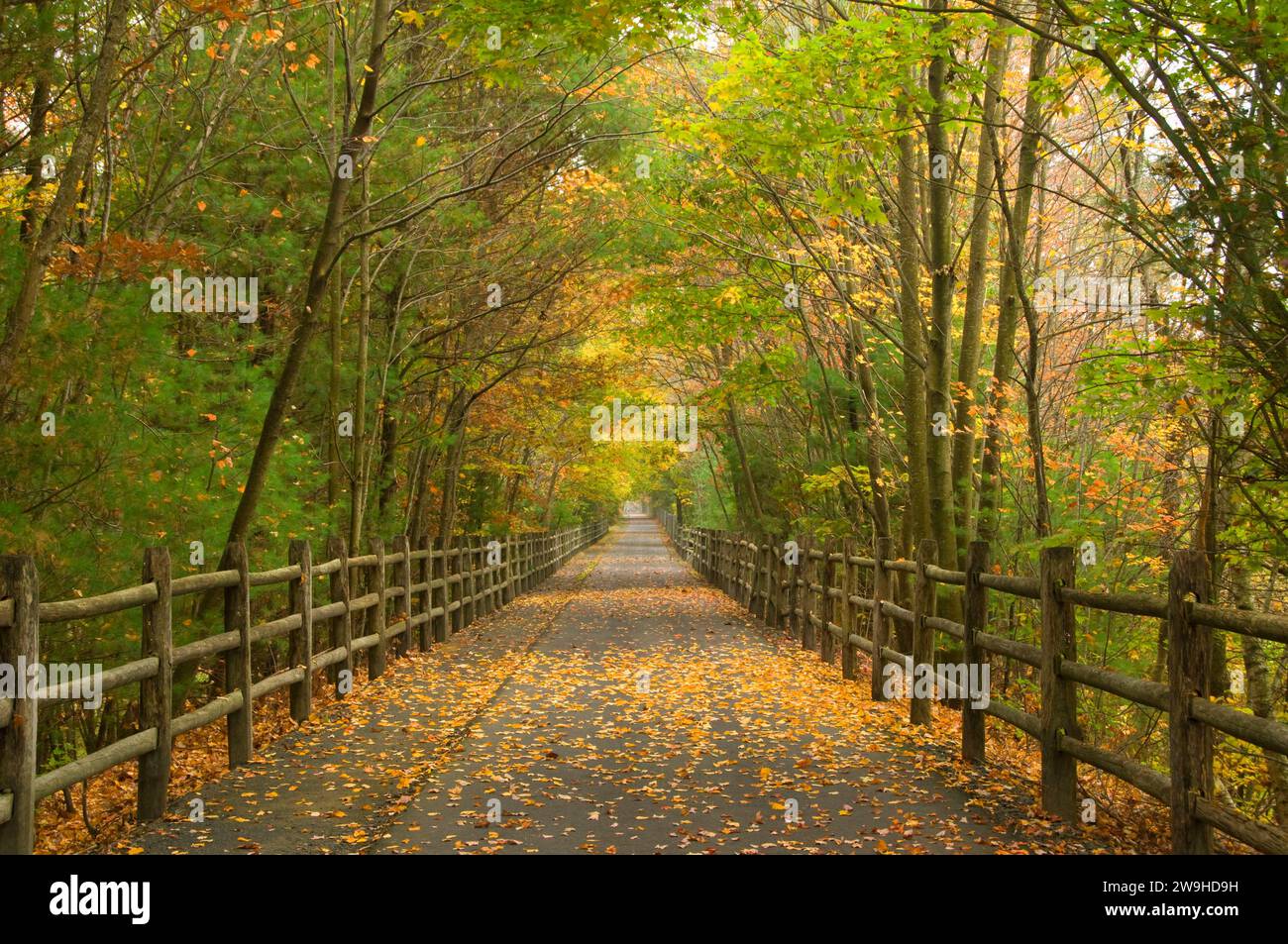 Eisenbahnpfad; Farmington Canal Heritage Trail; Connecticut; Wanderweg; Wald; Path, Walk, USA; George Ostertag; Hartford County; Holz, se Stockfoto