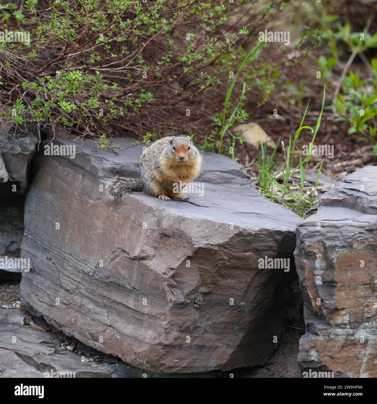Ein kolumbianisches Bodenhörnchen oder „Gopher“ auf der Suche nach Essen in den Rockies von Alberta, Kanada. Stockfoto