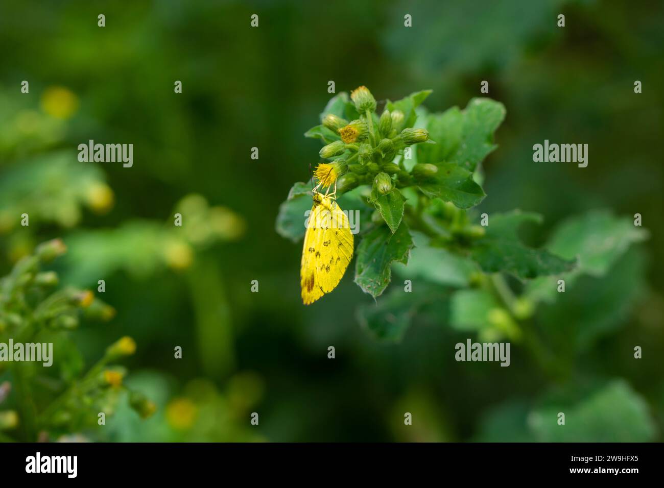 Ein schöner gelber Schmetterling zwischen Blättern Stockfoto