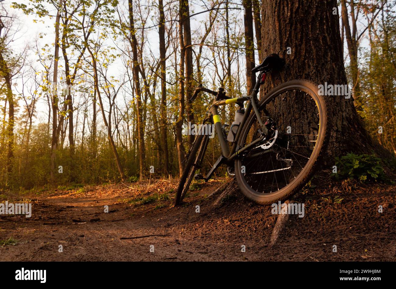 Mountainbike im Wald. Schotterfahrrad steht bei Sonnenuntergang an einem Baum auf einem Waldweg. Aktives Lifestyle-Konzept. Stockfoto
